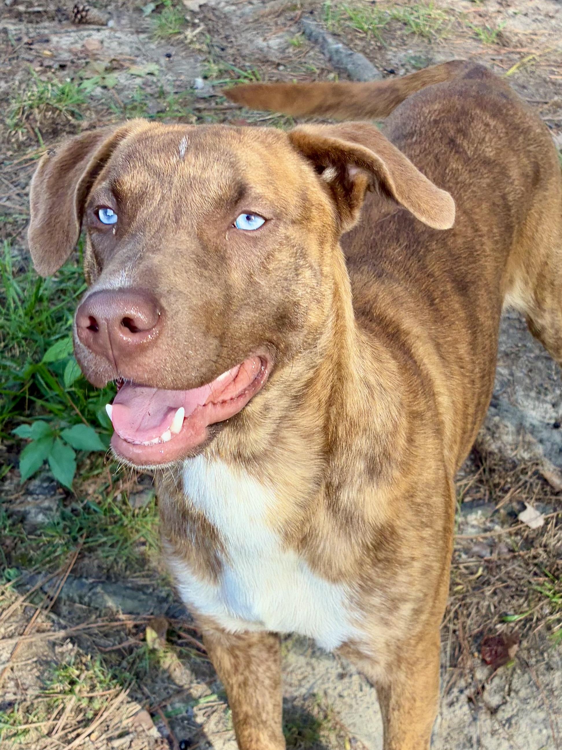Newman, ADOPTABLE, Young Male Catahoula Leopard Dog & Mountain Cur.