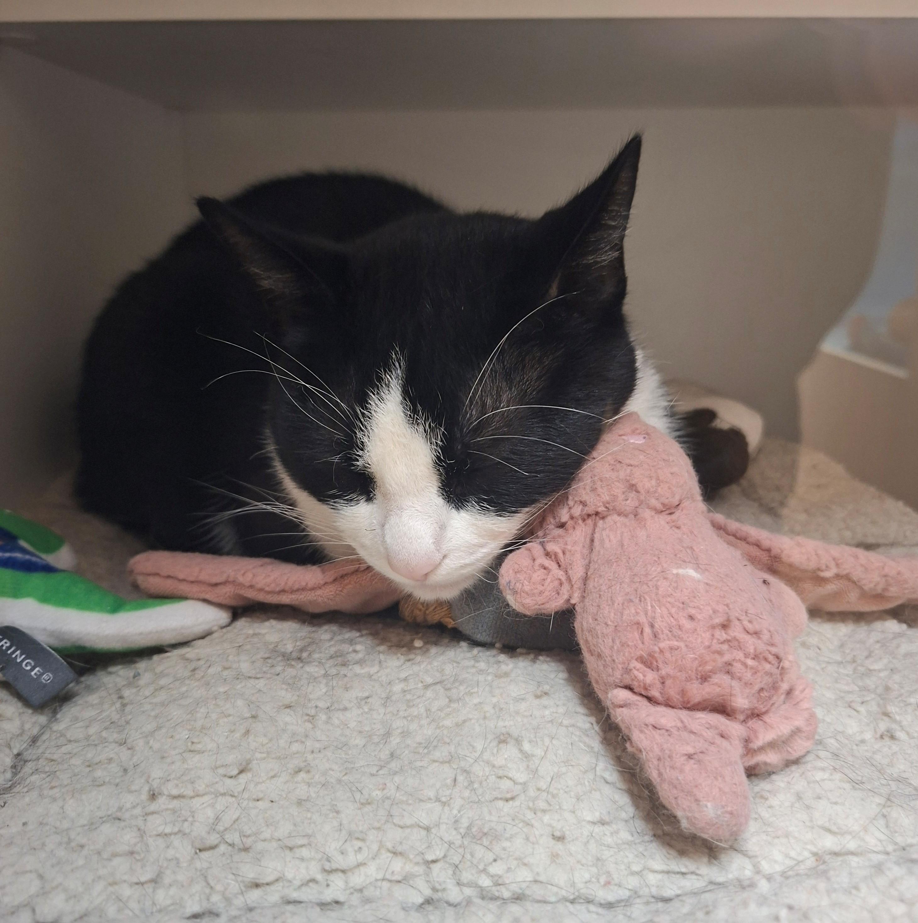 Mellow, a ADOPTABLE Domestic Short Hair in Wallingford, CT image 2/2