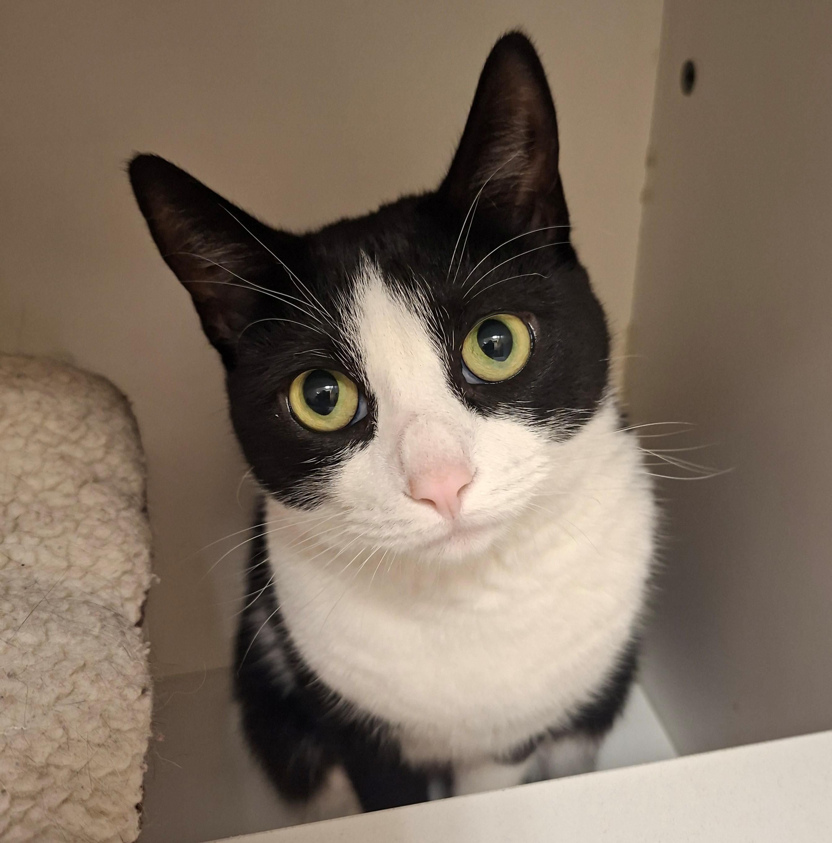 Mellow, ADOPTABLE, Adult Male Domestic Short Hair.