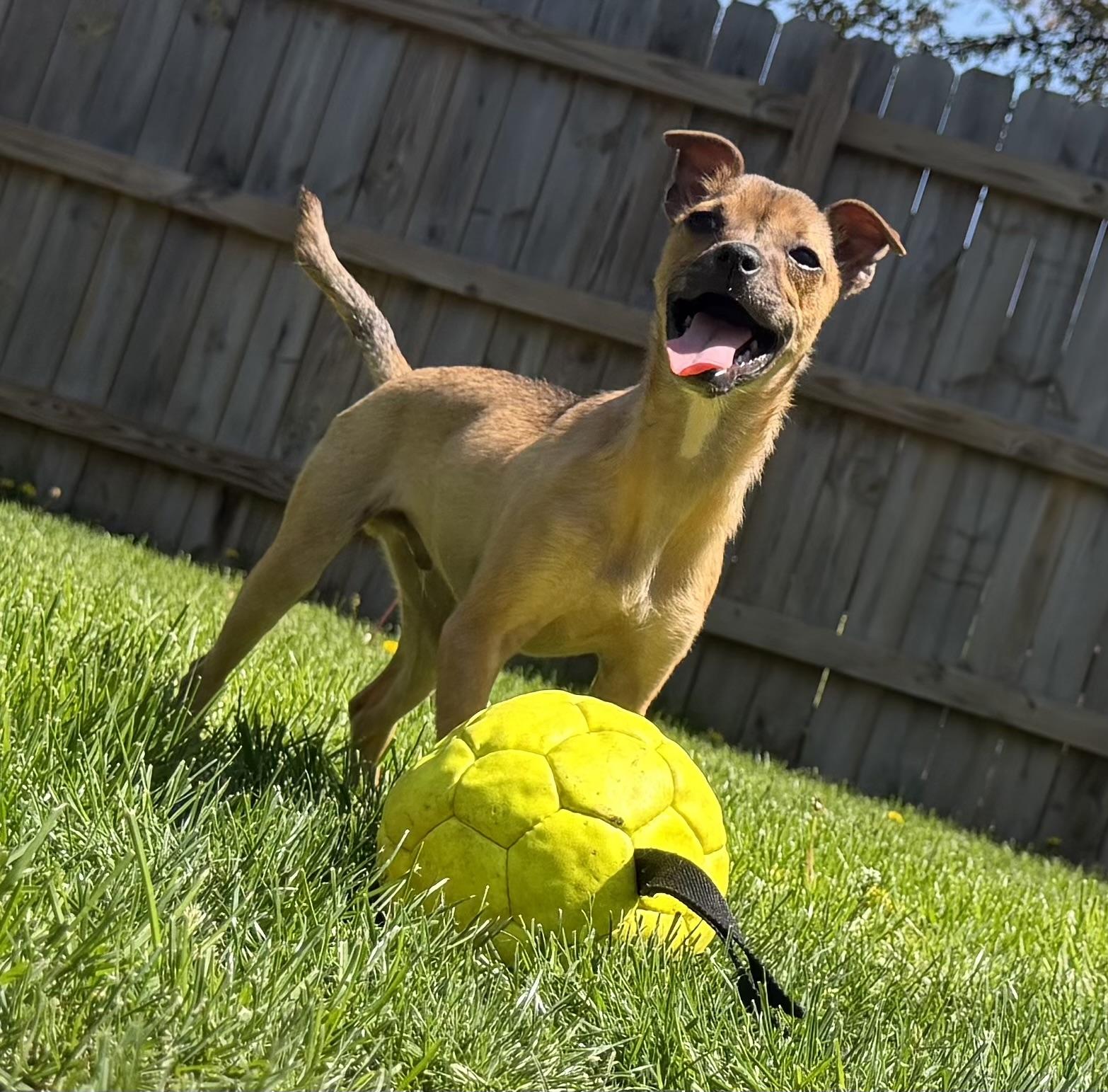 Luigi, ADOPTABLE, Puppy Male Chihuahua & Bulldog.