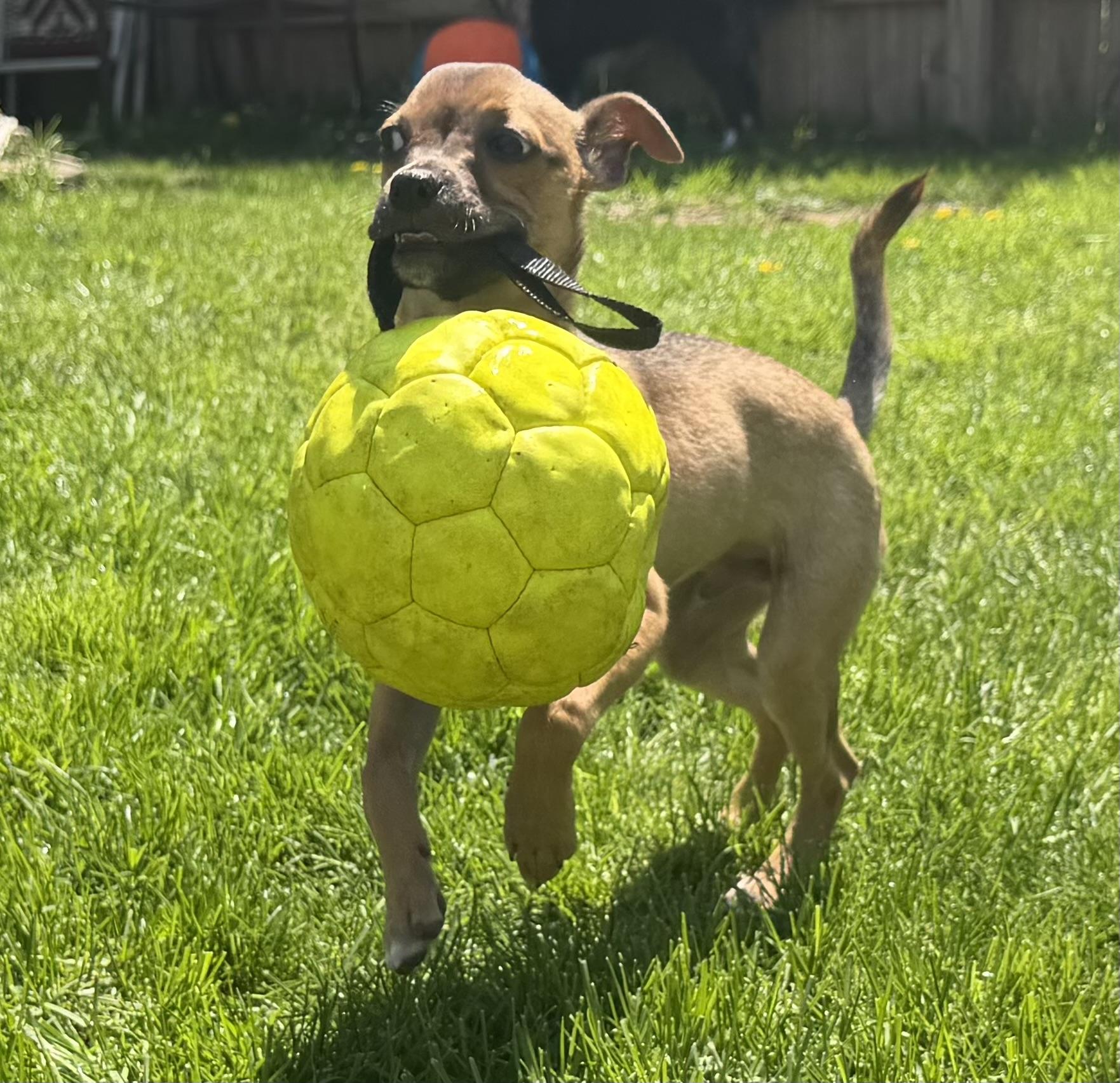 Enlarge Luigi, a ADOPTABLE mixed breed in North Royalton, OH image 3/6