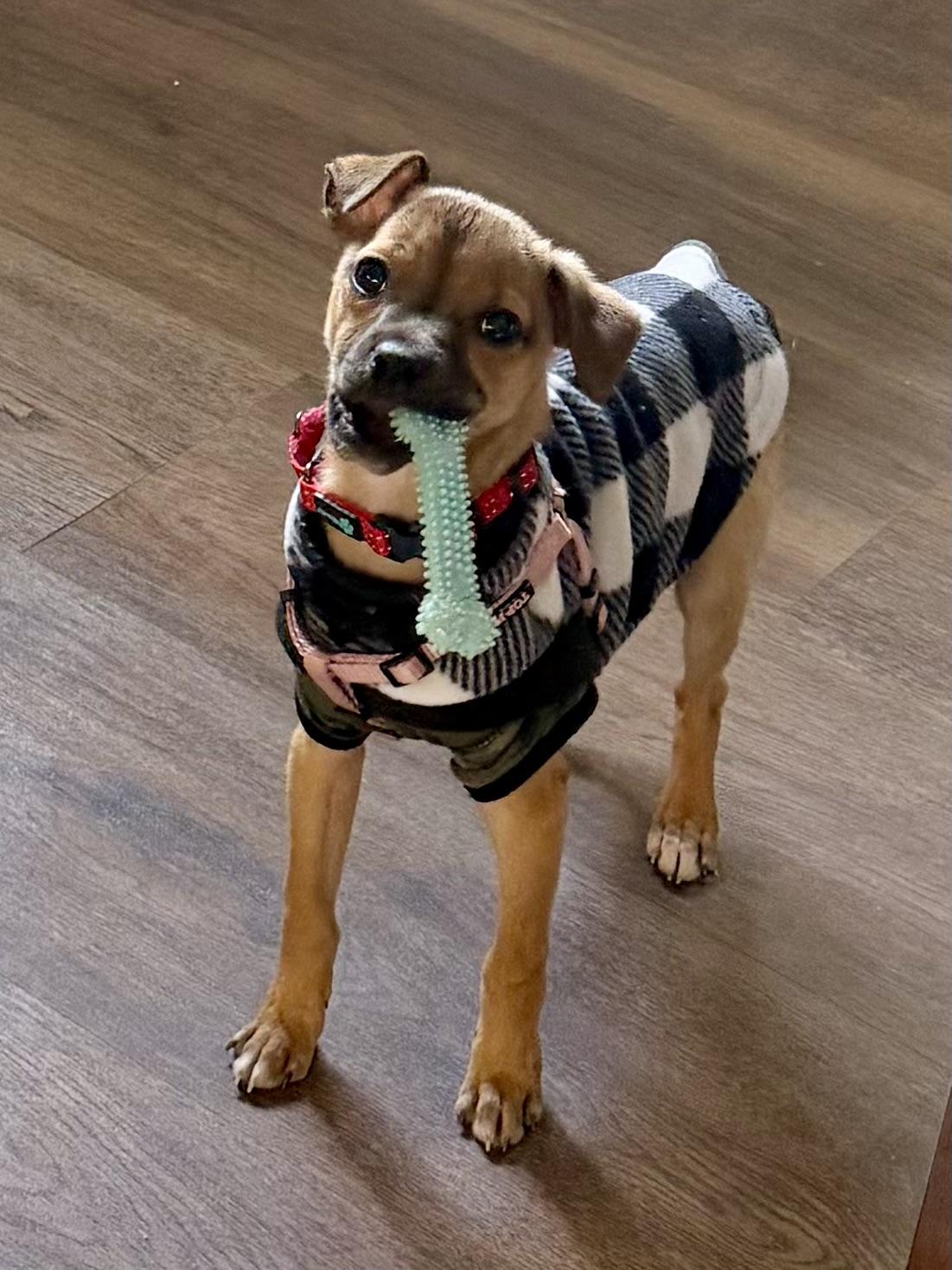 Enlarge Luigi, a ADOPTABLE mixed breed in North Royalton, OH image 4/6