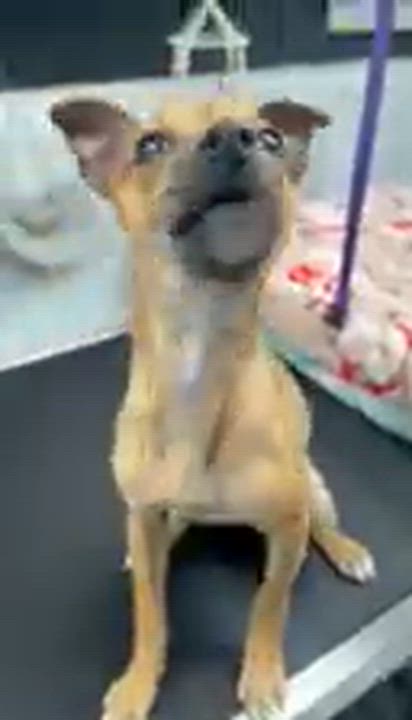 Enlarge Luigi, a ADOPTABLE mixed breed in North Royalton, OH video 5/6