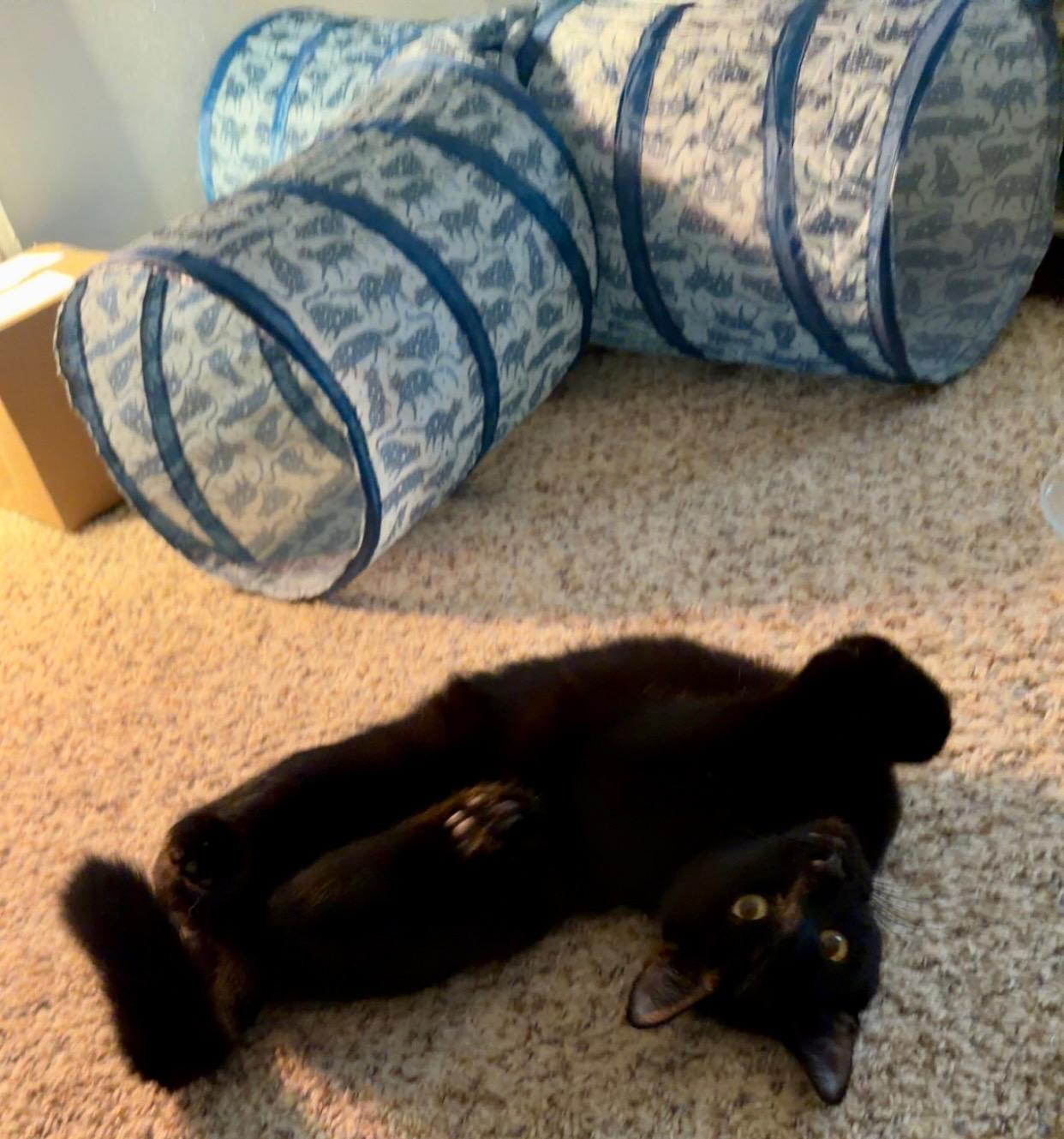 Enlarge Pepper, a Adoptable Domestic Short Hair in Galloway, NJ image 3/4