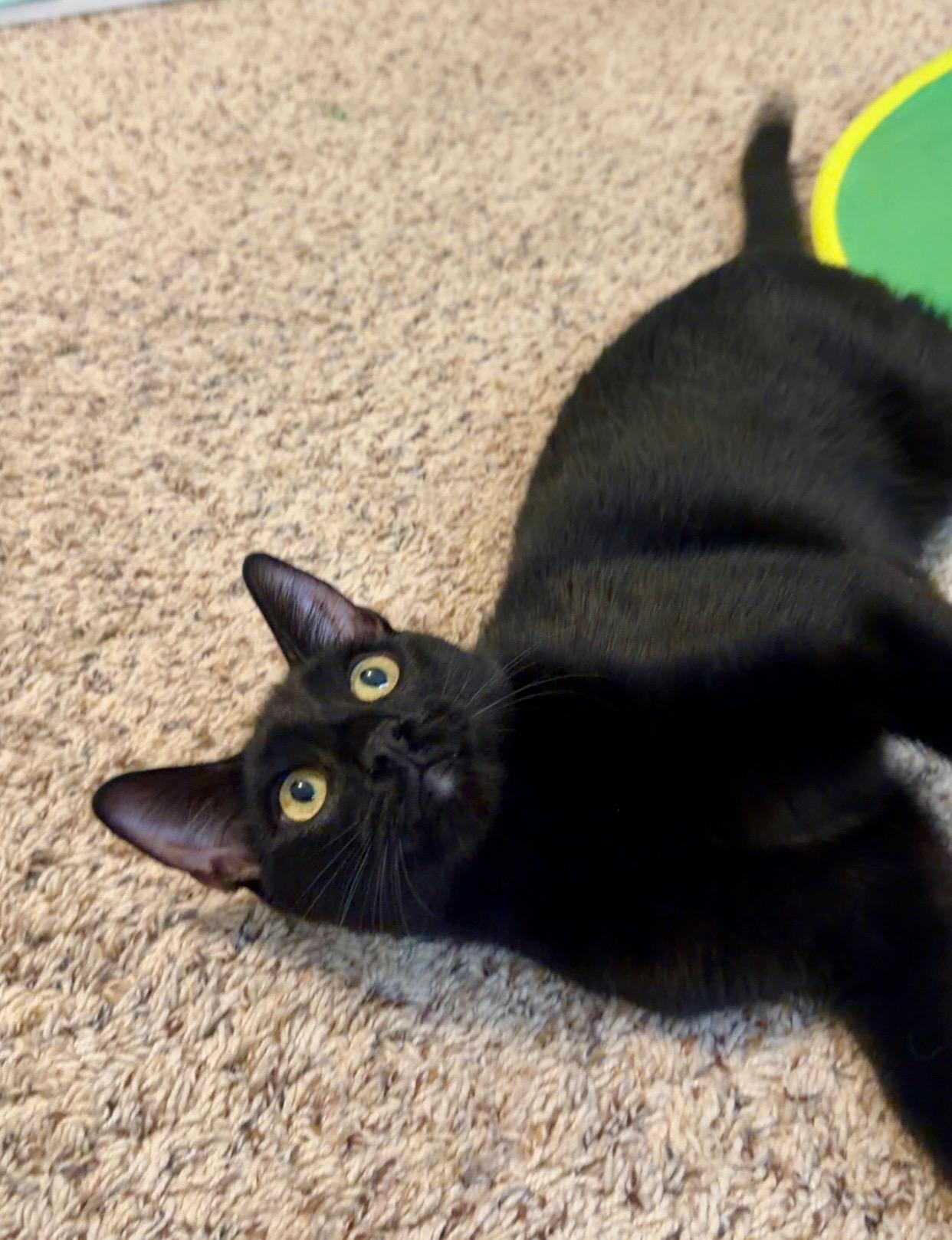 Enlarge Pepper, a Adoptable Domestic Short Hair in Galloway, NJ image 1/4