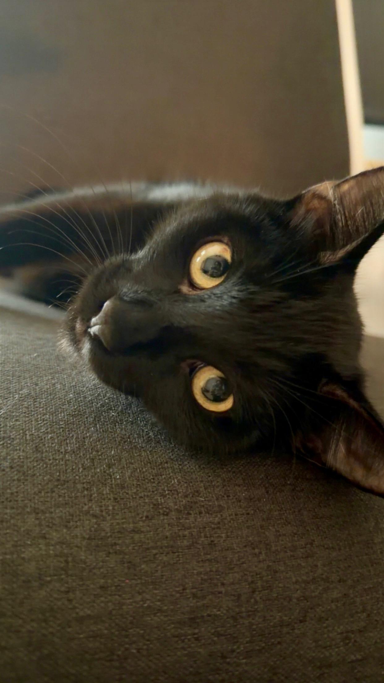Enlarge Pepper, a Adoptable Domestic Short Hair in Galloway, NJ image 2/4