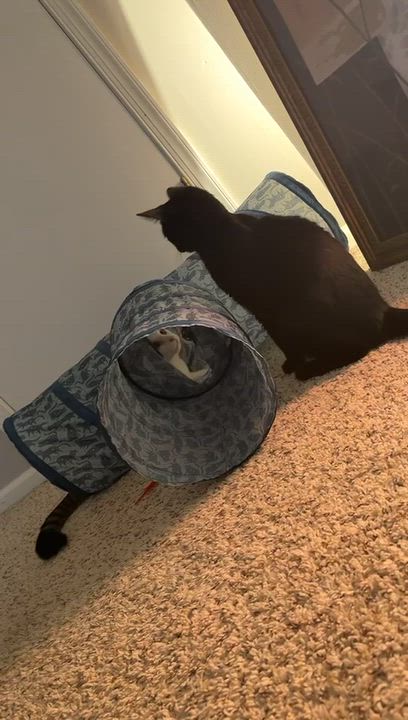 Enlarge Pepper, a Adoptable Domestic Short Hair in Galloway, NJ video 4/4