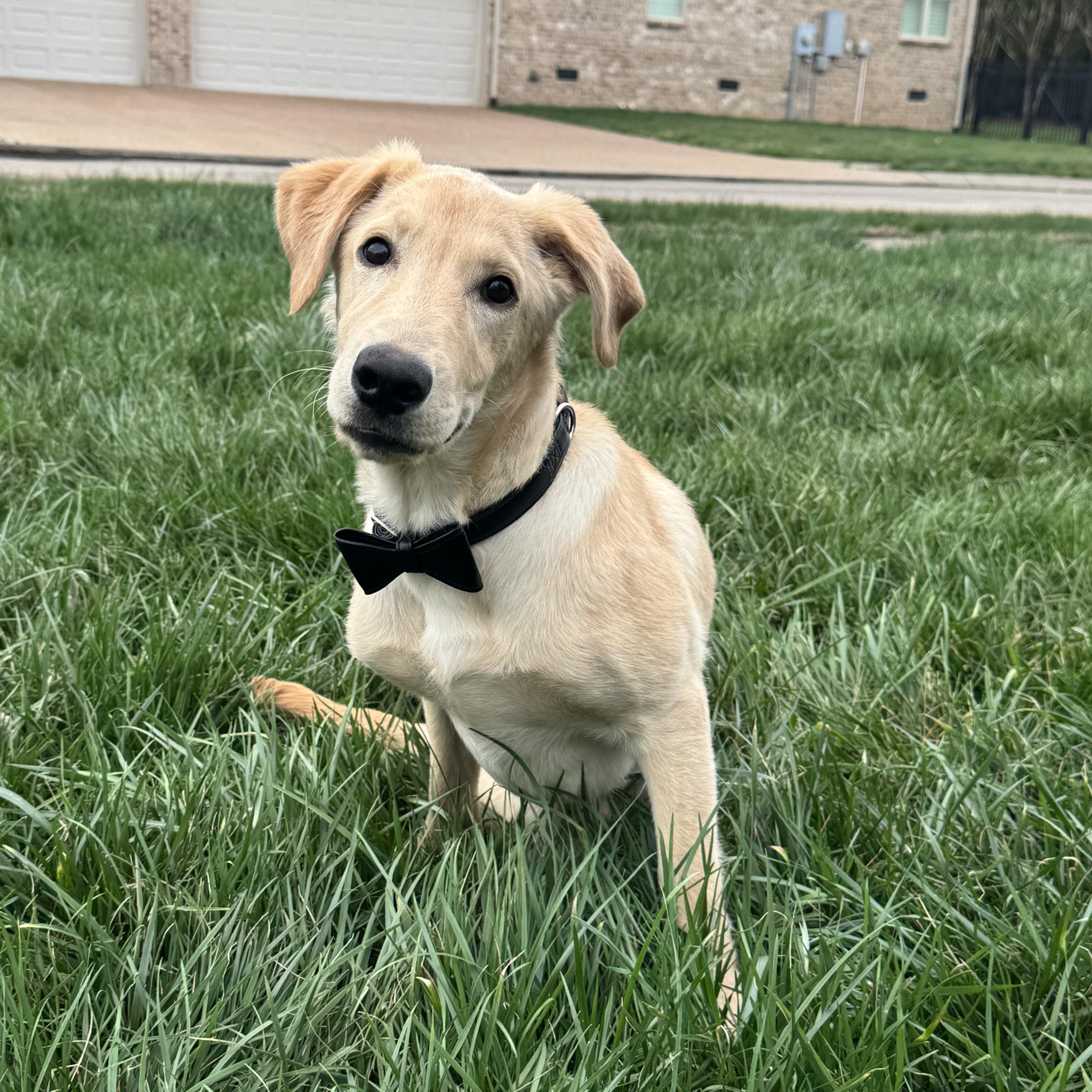 Spin Diesel, a ADOPTABLE Labrador Retriever in Spring hill, TN image 3/5