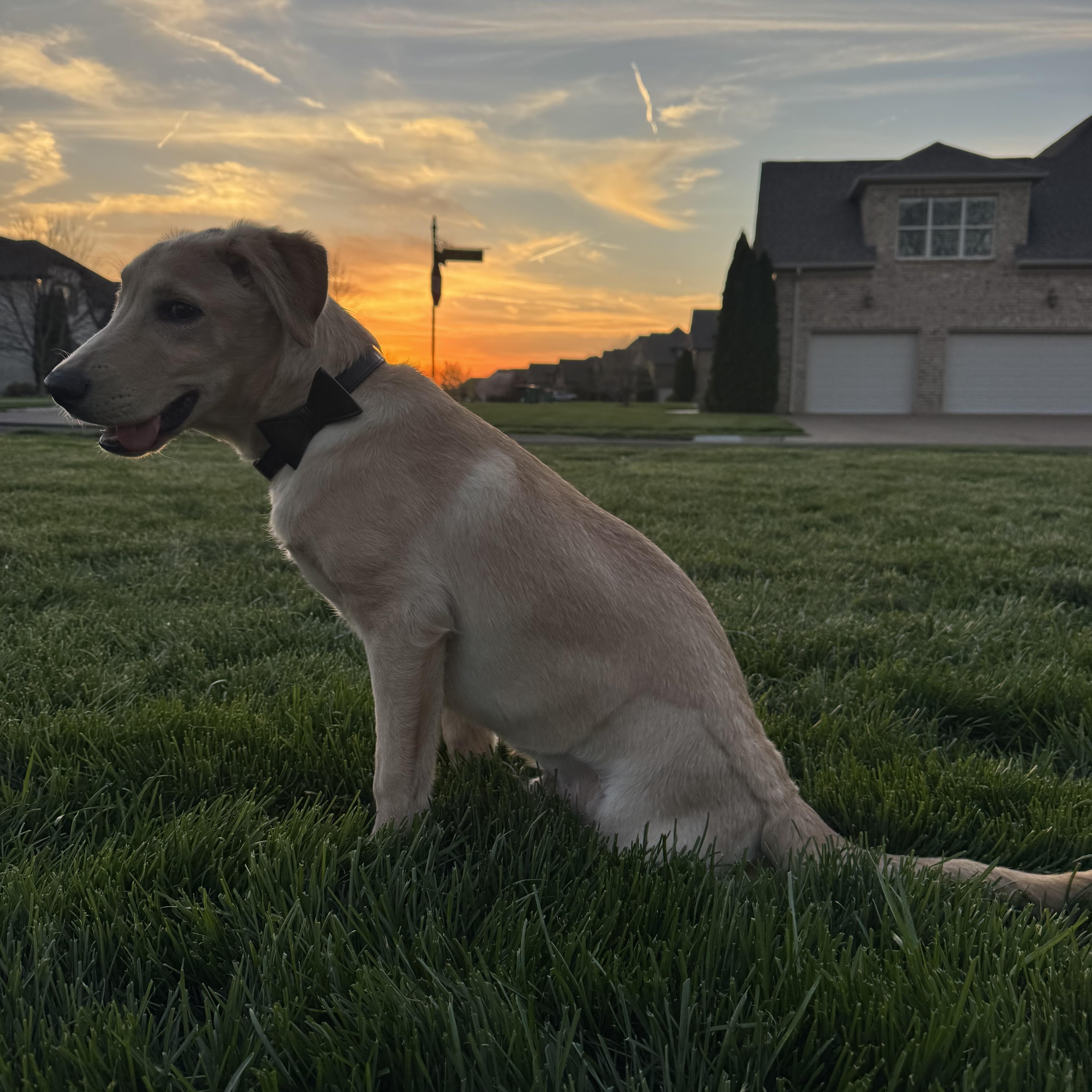 Spin Diesel, a ADOPTABLE Labrador Retriever in Spring hill, TN image 4/5