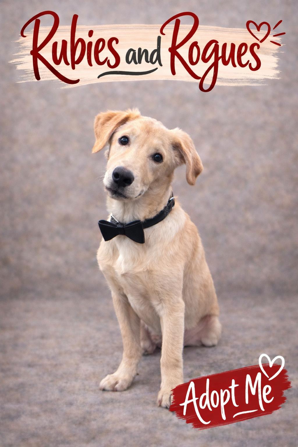 Spin Diesel, a ADOPTABLE Labrador Retriever in Spring hill, TN image 2/5