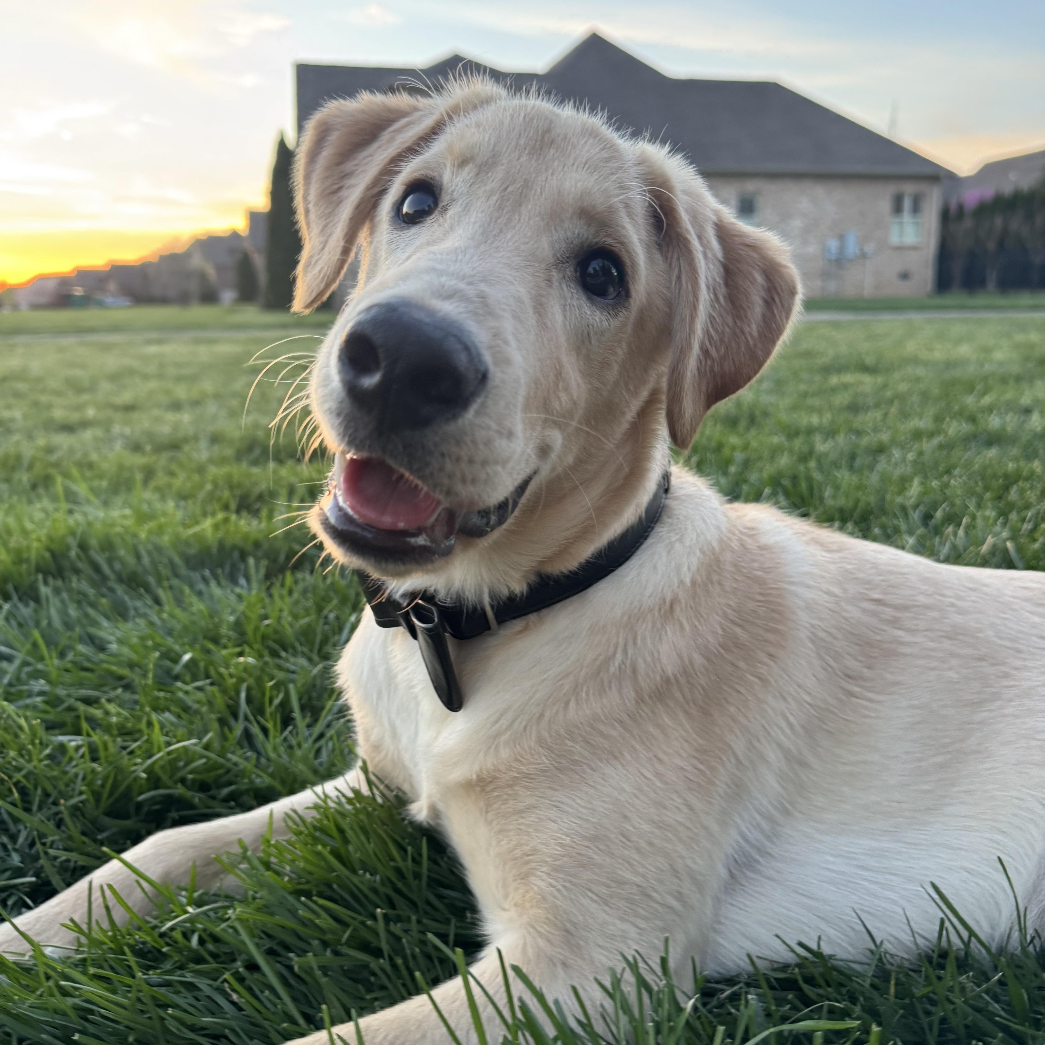 Spin Diesel, a ADOPTABLE Labrador Retriever in Spring hill, TN image 1/5