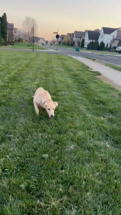 Enlarge Spin Diesel, a ADOPTABLE Labrador Retriever in Spring hill, TN video 5/5