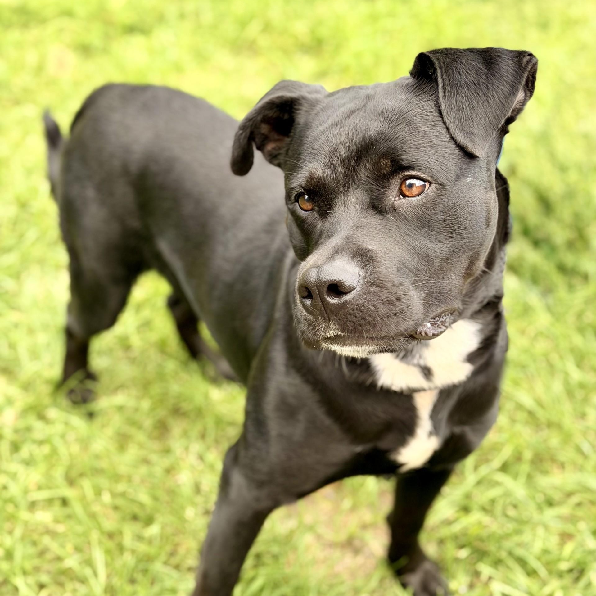 Enlarge Expo, a Adoptable mixed breed in Manahawkin, NJ image 3/3