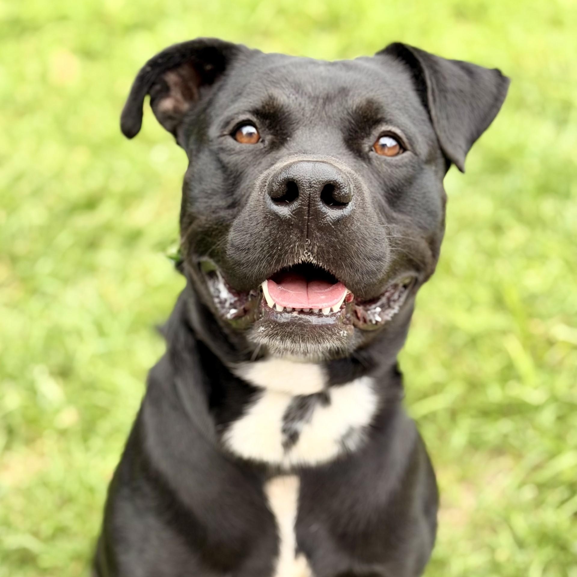 Enlarge Expo, a Adoptable mixed breed in Manahawkin, NJ image 1/3
