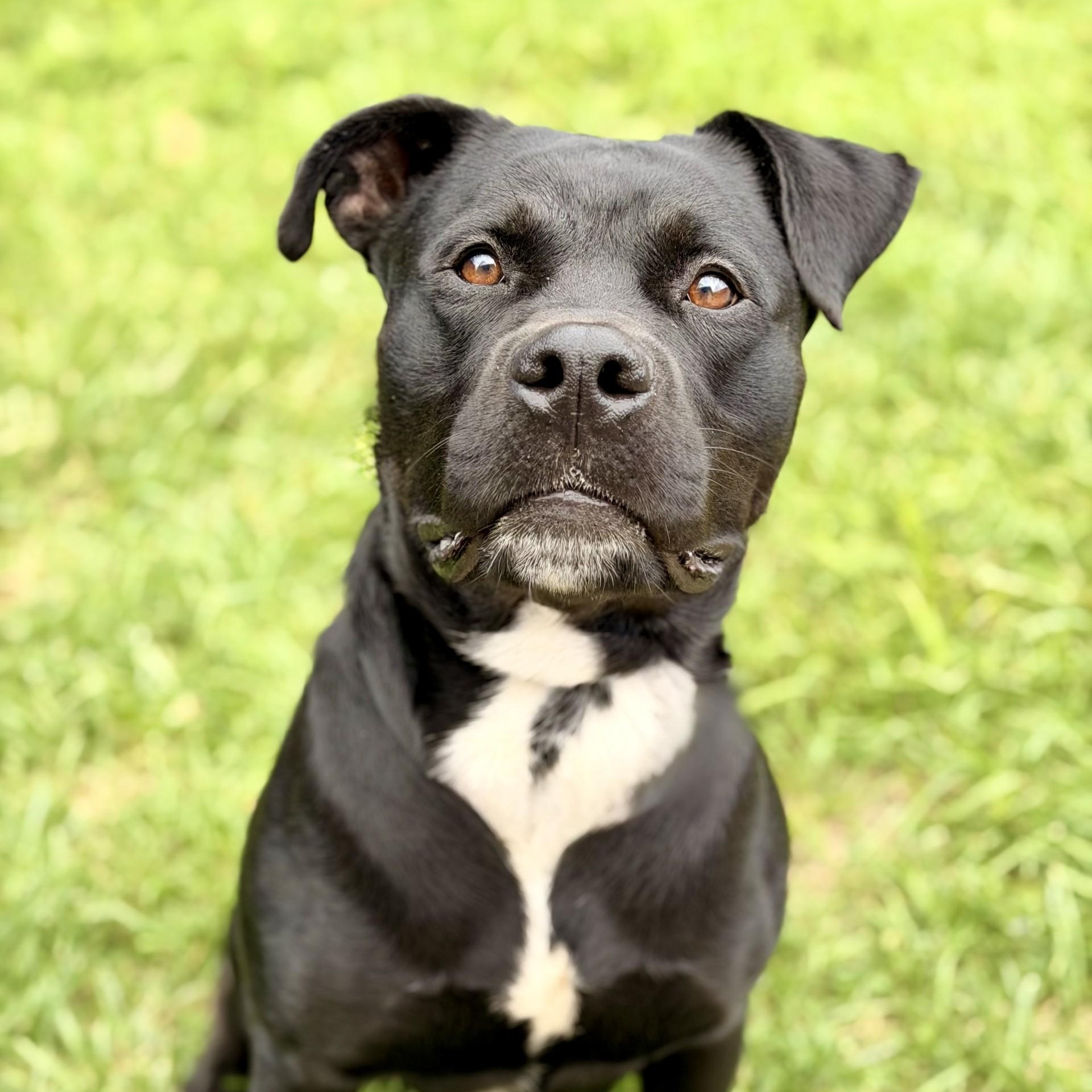 Enlarge Expo, a Adoptable mixed breed in Manahawkin, NJ image 2/3