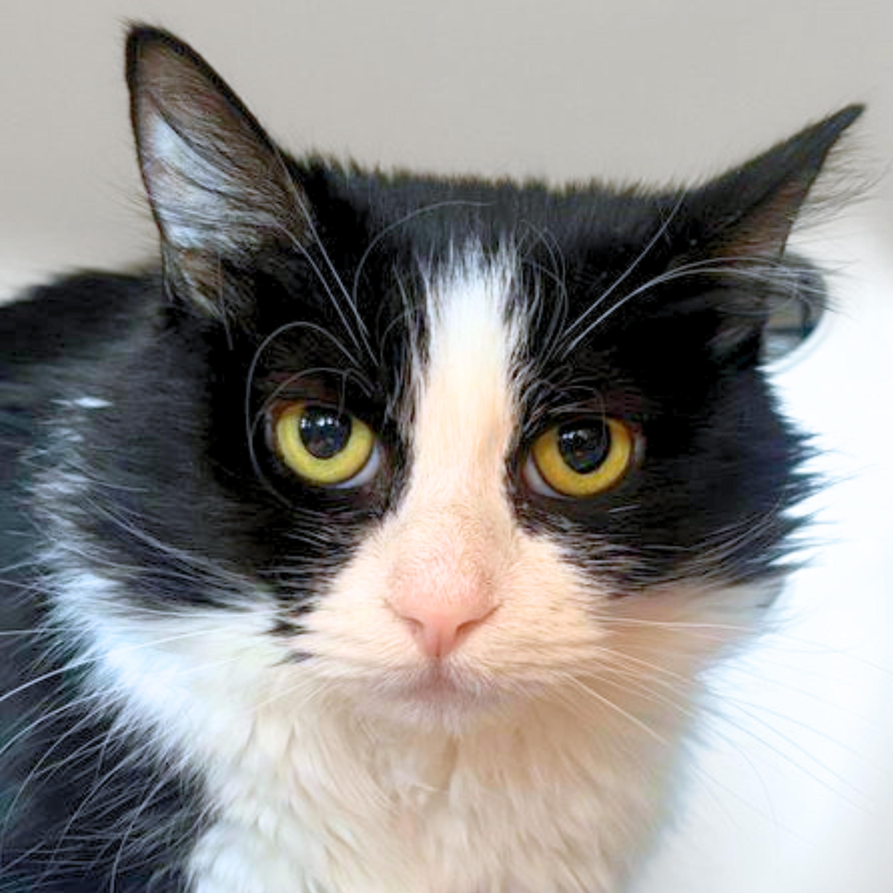 Ambrosia, Adoptable, Adult Female Domestic Medium Hair.