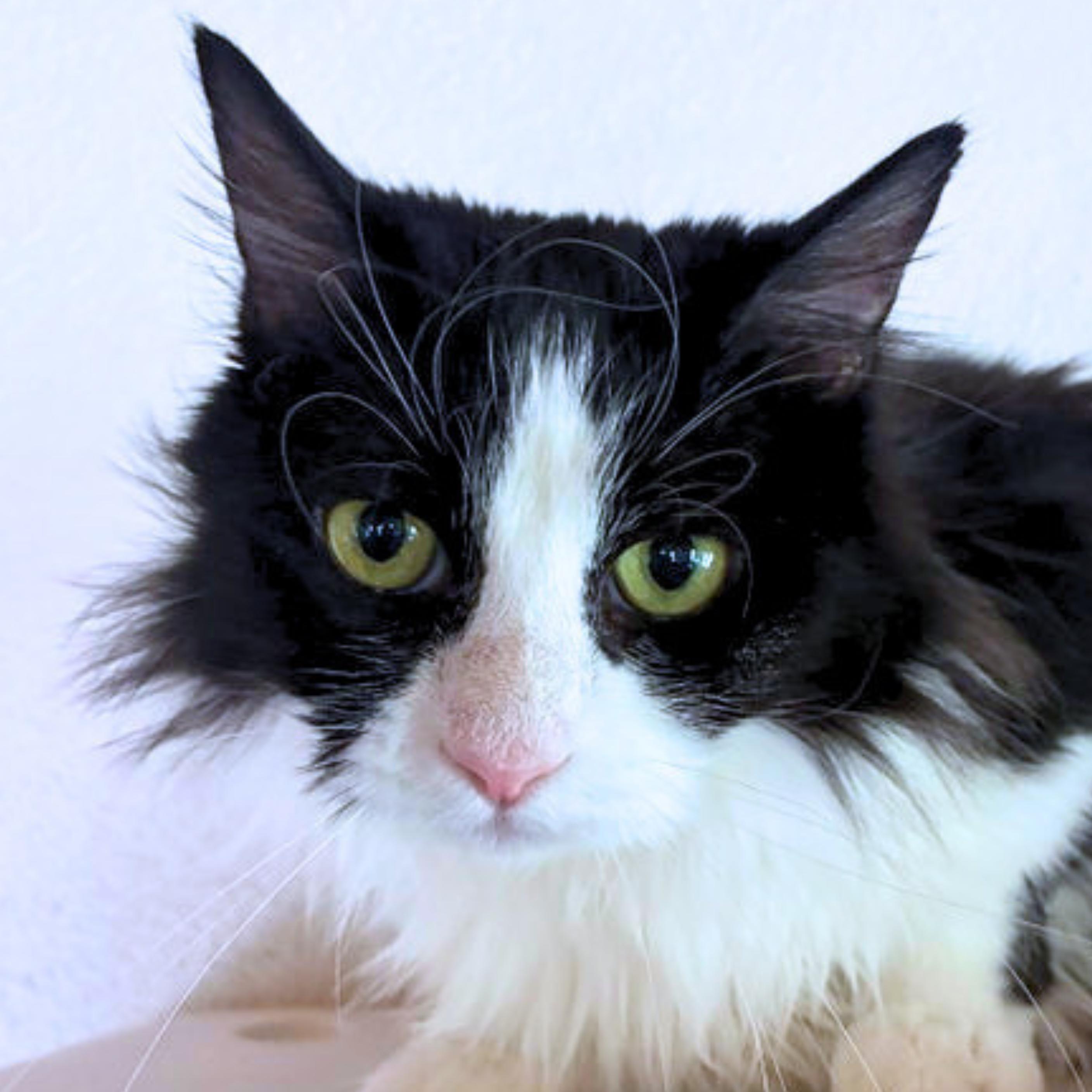 Enlarge Ambrosia, a Adoptable mixed breed in Santa Fe, NM image 2/3