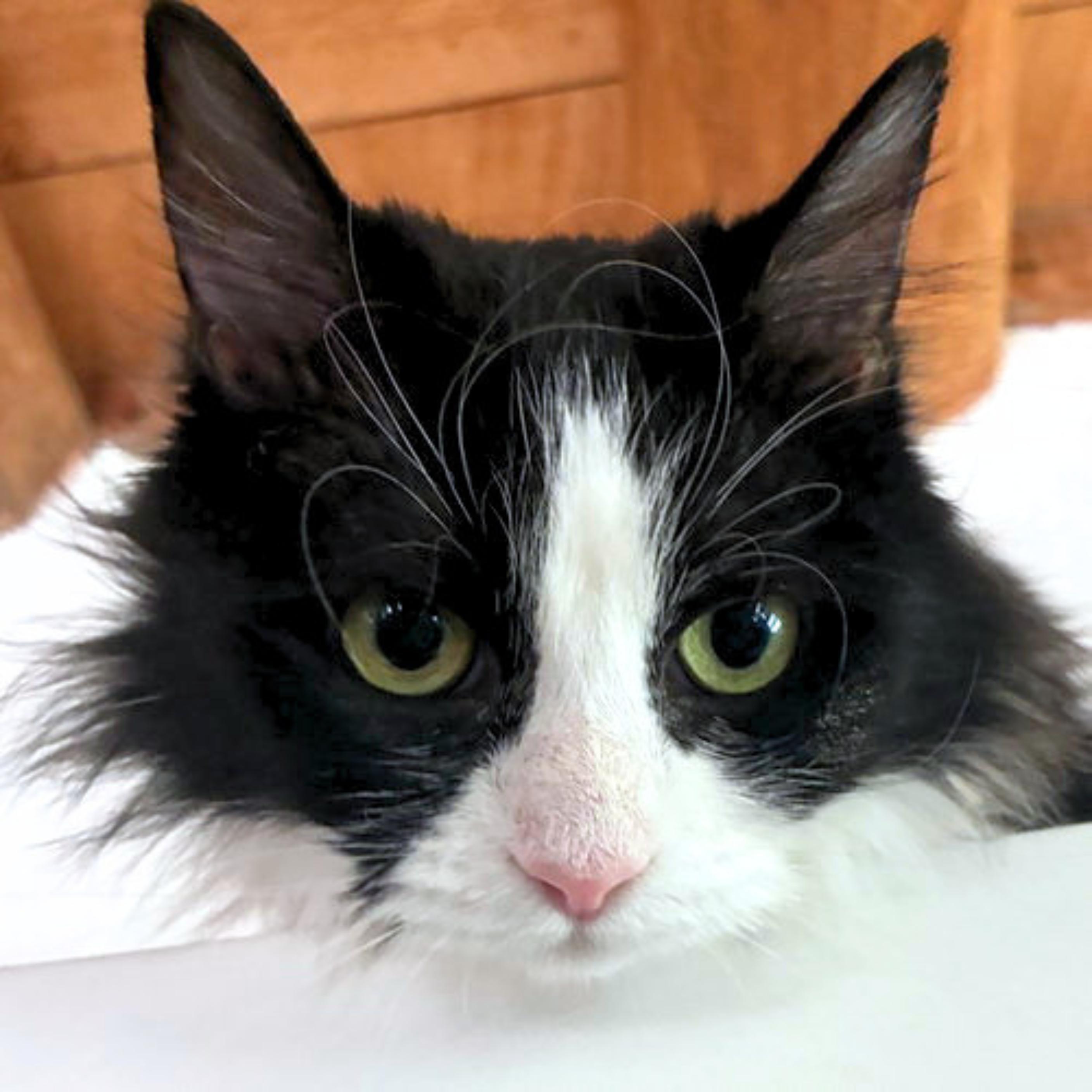 Enlarge Ambrosia, a Adoptable mixed breed in Santa Fe, NM image 3/3