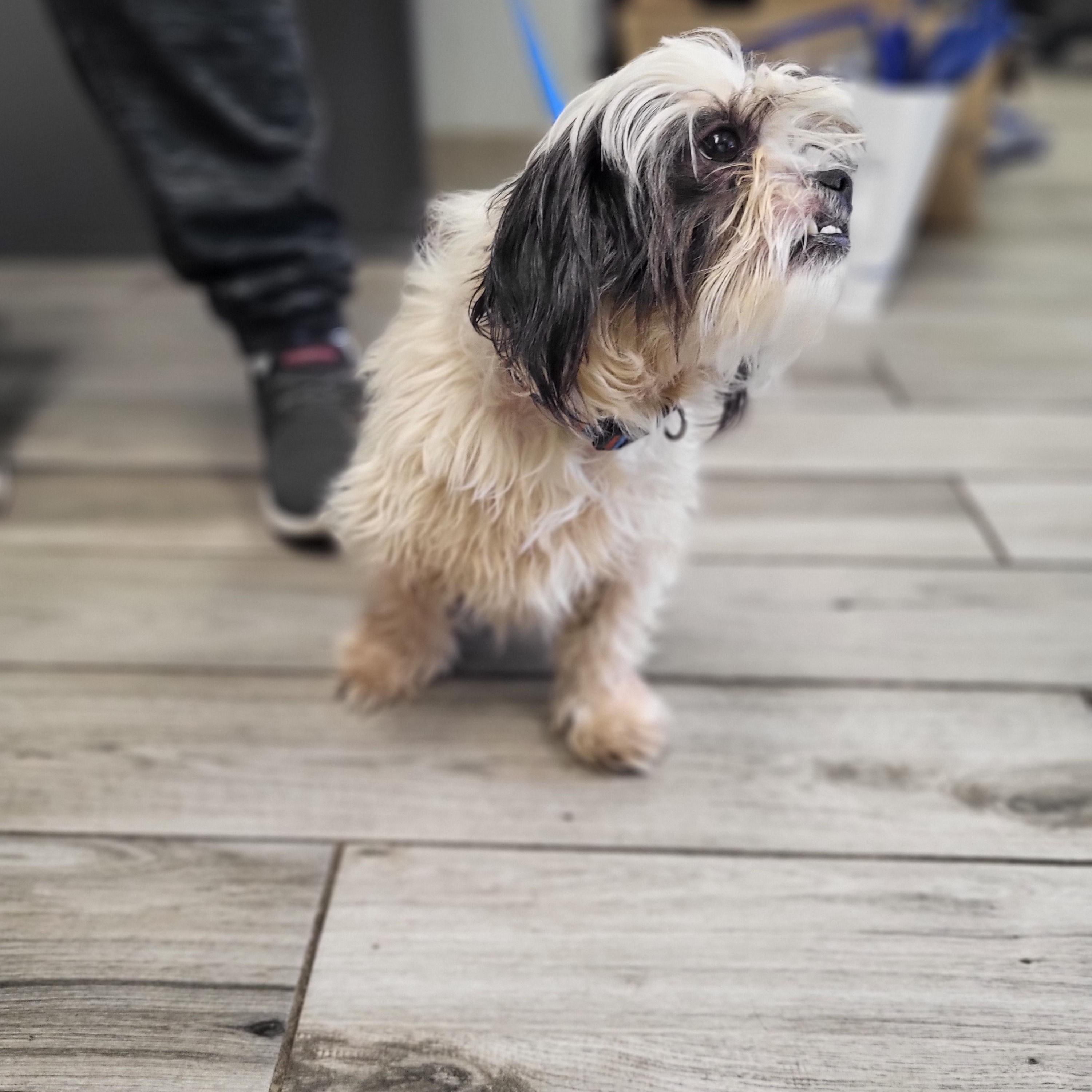 Charley, adopted, Adult Male Shih Tzu.