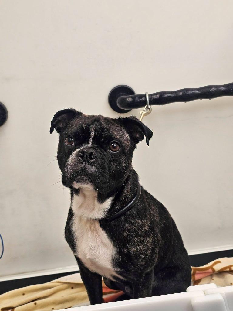 Enlarge Rocky (Rocco), a Adoptable mixed breed in Muskegon, MI image 1/6