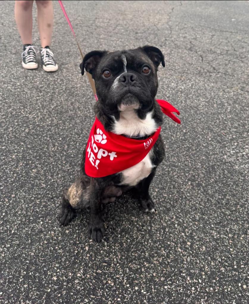 Enlarge Rocky (Rocco), a Adoptable mixed breed in Muskegon, MI image 2/6