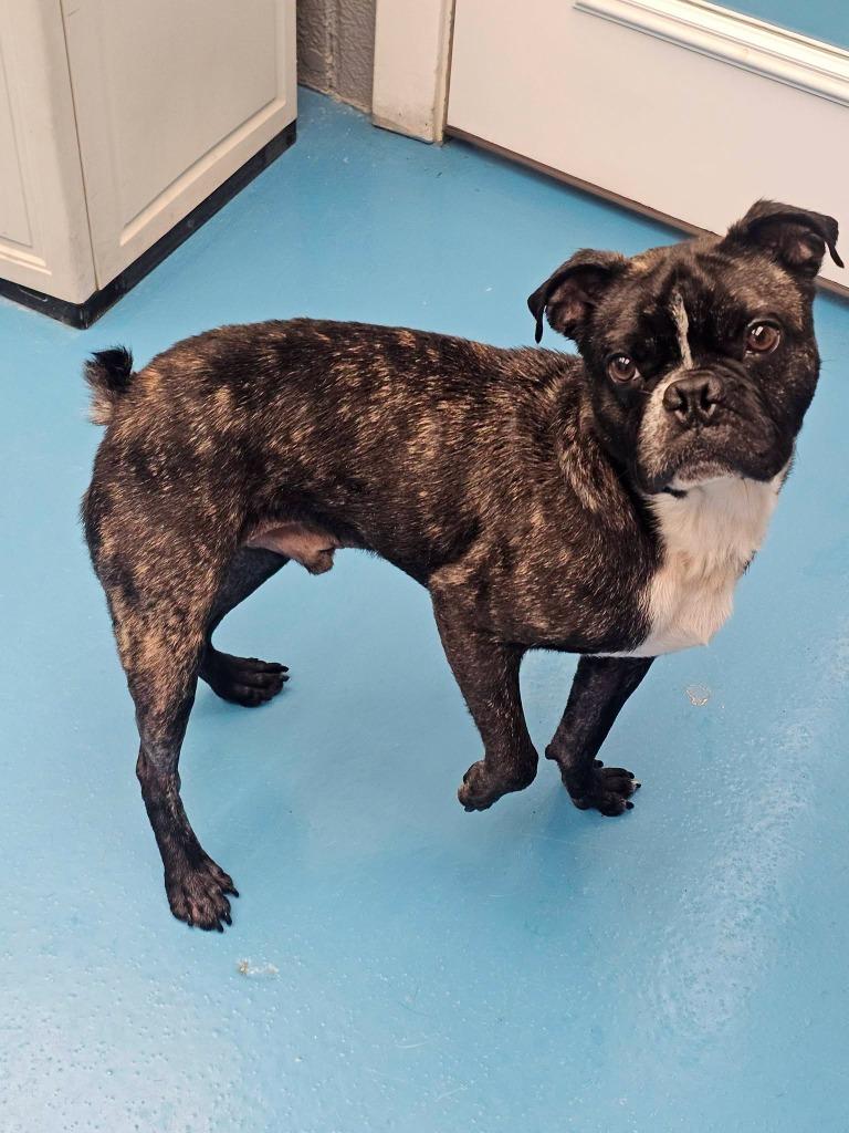 Enlarge Rocky (Rocco), a Adoptable mixed breed in Muskegon, MI image 3/6