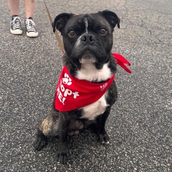 Enlarge Rocky (Rocco), a Adoptable mixed breed in Muskegon, MI image 4/6