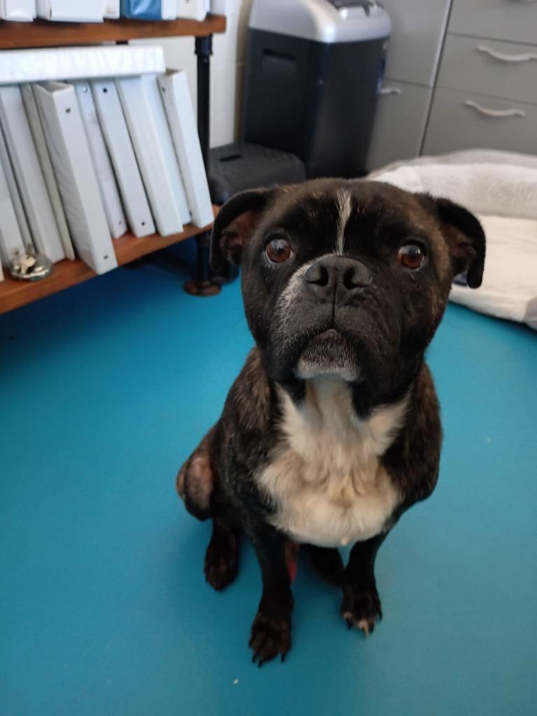 Enlarge Rocky (Rocco), a Adoptable mixed breed in Muskegon, MI image 5/6