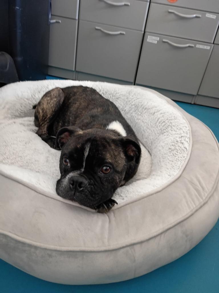 Enlarge Rocky (Rocco), a Adoptable mixed breed in Muskegon, MI image 6/6