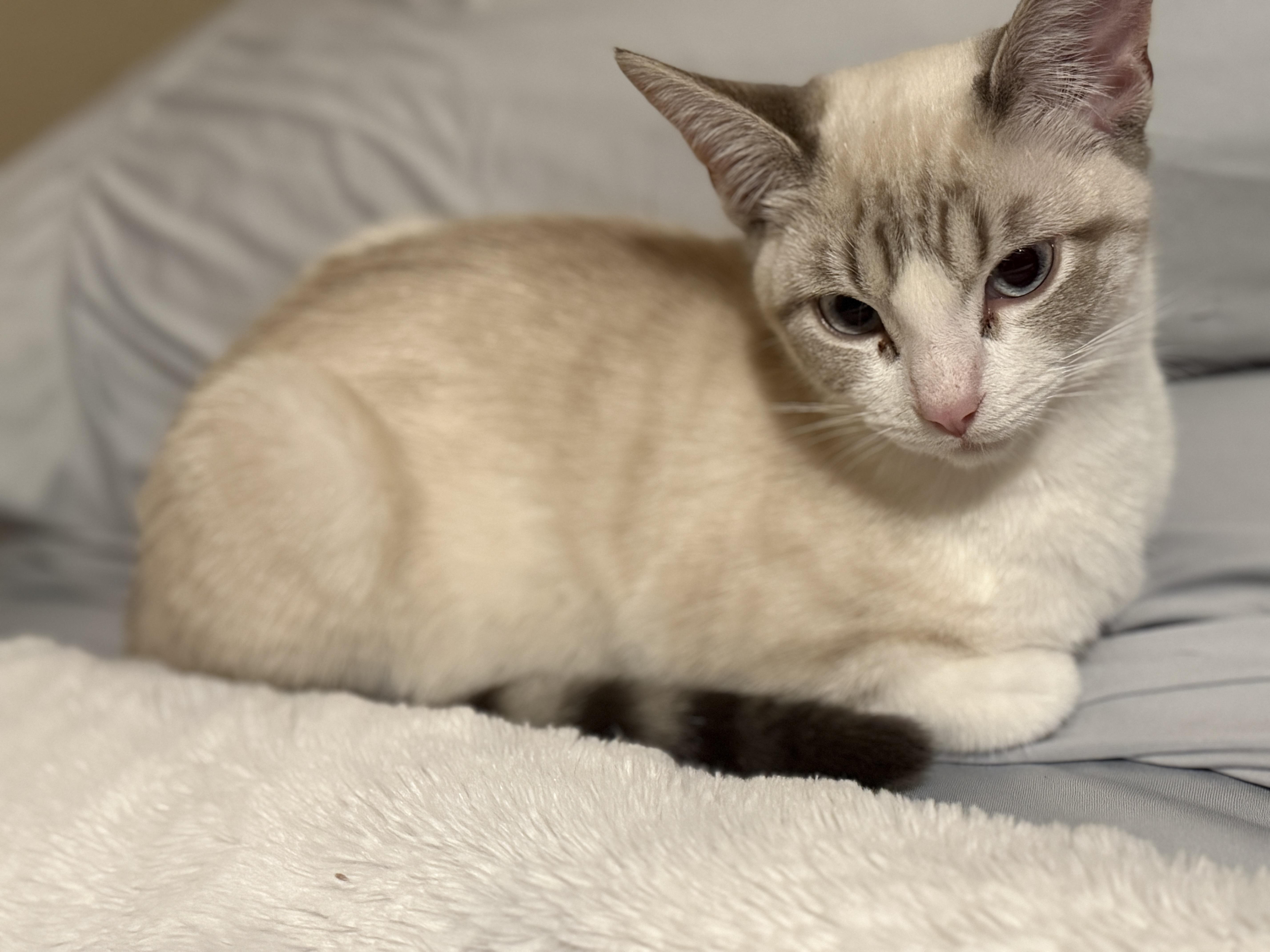 Rose, adopted, Young Female Siamese.