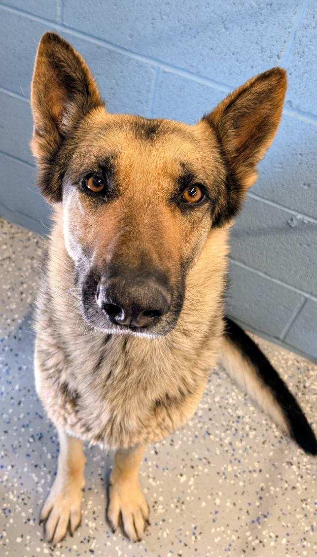 Graham, ADOPTABLE, Young Male German Shepherd Dog.