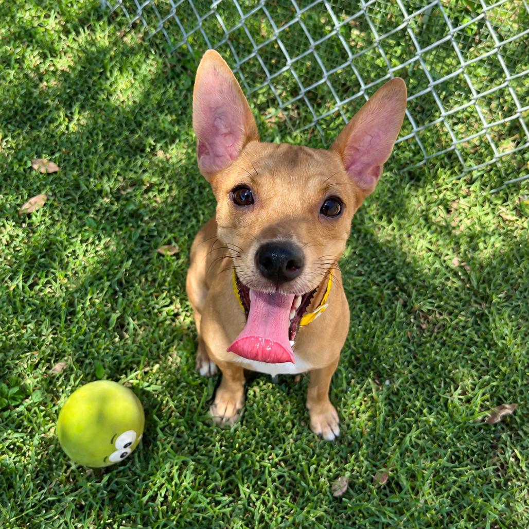 Enlarge Jayce, a Adoptable mixed breed in Laredo, TX image 1/4