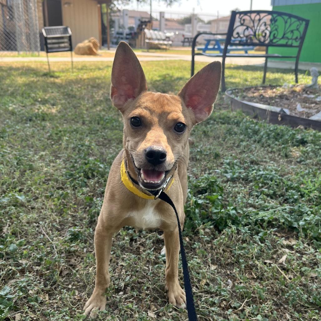 Enlarge Jayce, a Adoptable mixed breed in Laredo, TX image 2/4