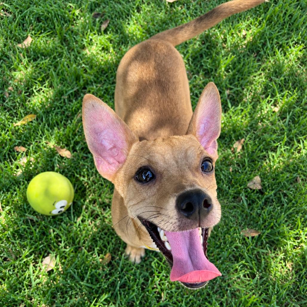Enlarge Jayce, a Adoptable mixed breed in Laredo, TX image 3/4