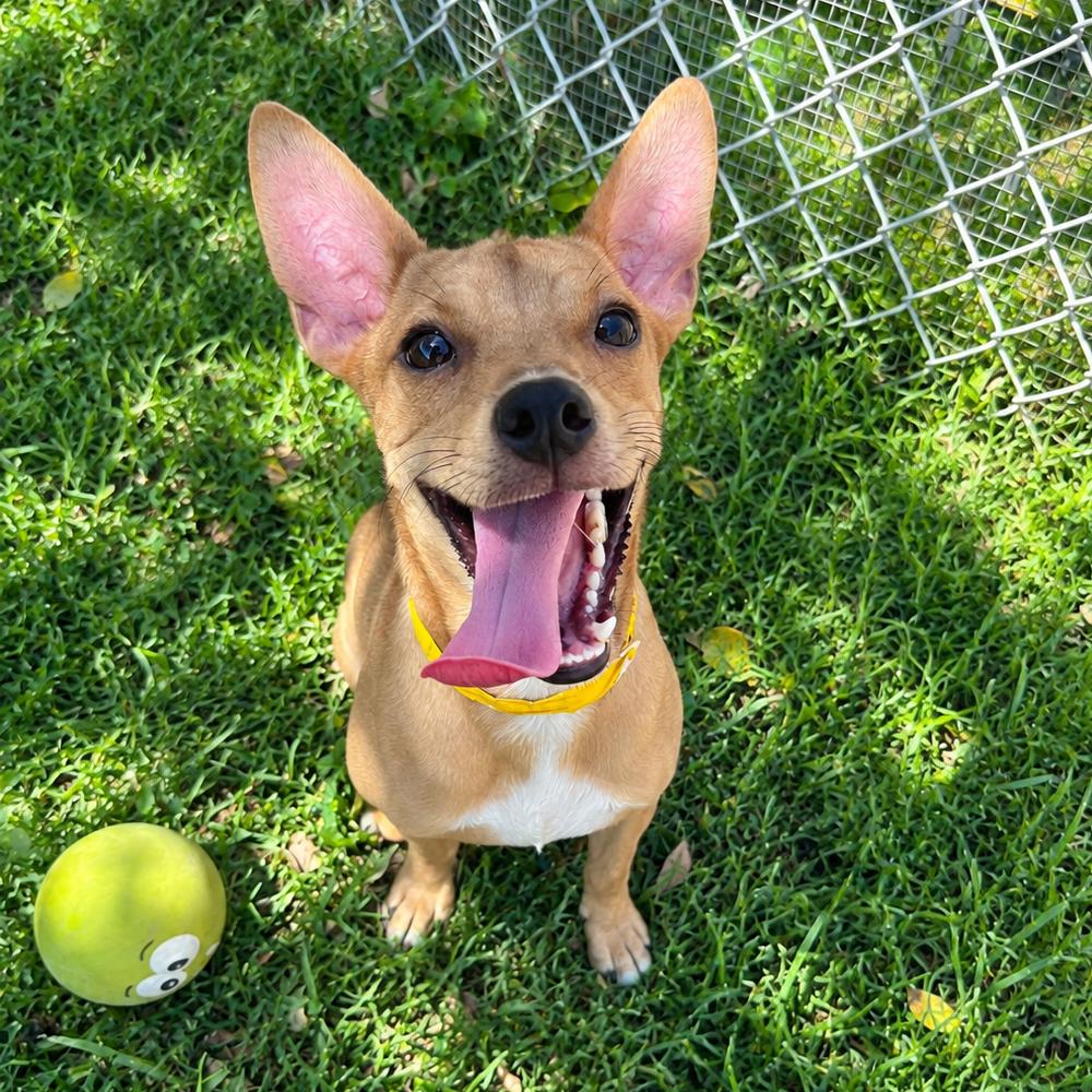 Enlarge Jayce, a Adoptable mixed breed in Laredo, TX image 4/4