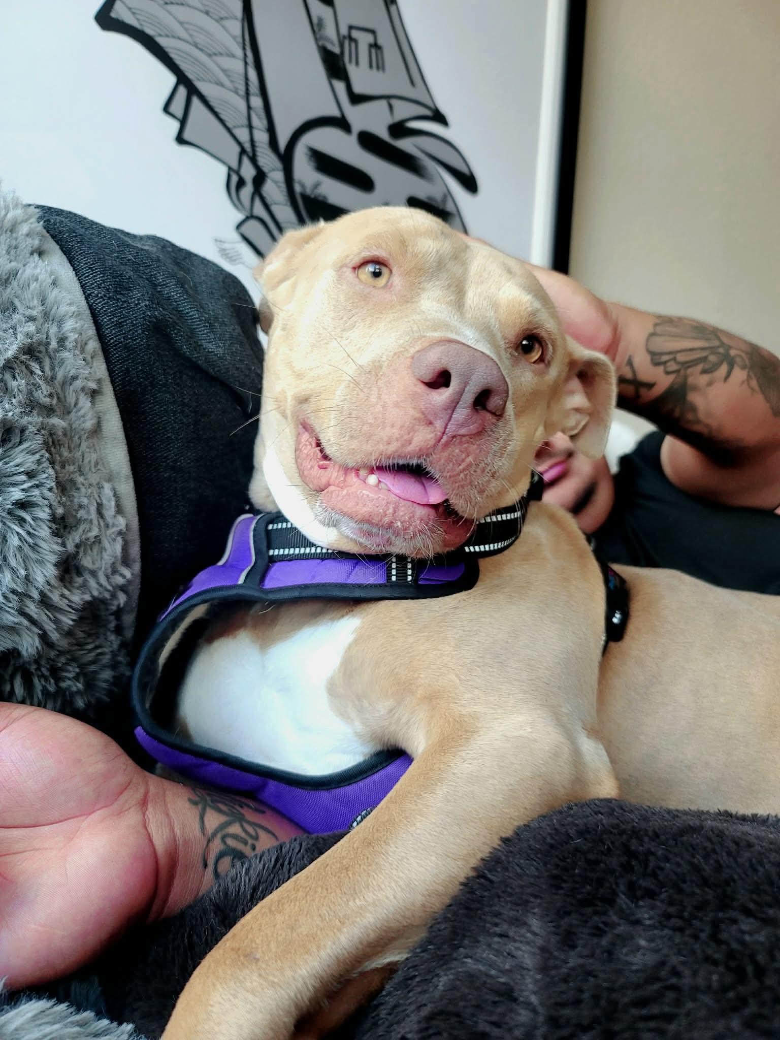 Enlarge Hazel, a ADOPTABLE Pit Bull Terrier in Benbrook, TX image 3/4