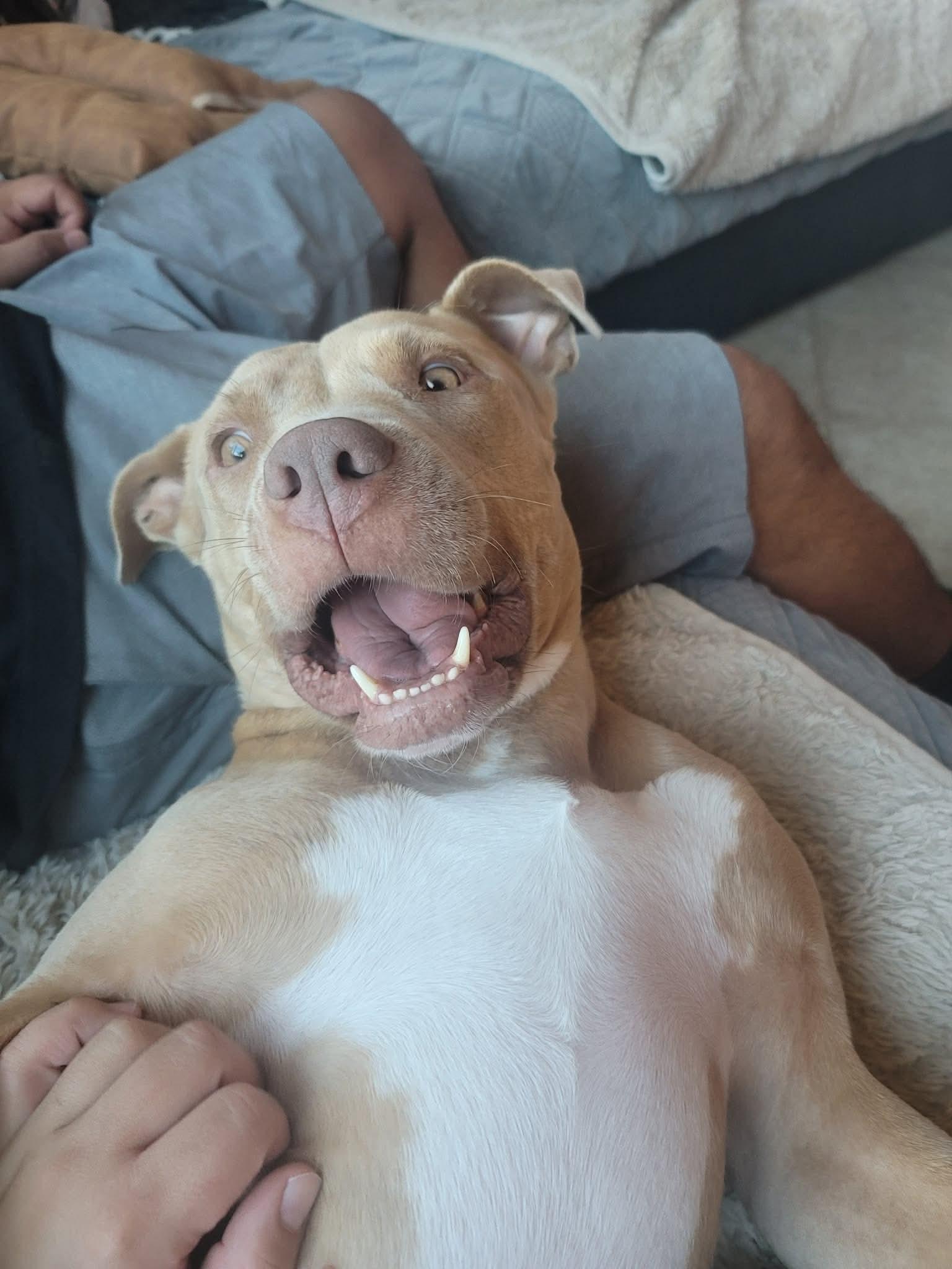 Enlarge Hazel, a ADOPTABLE Pit Bull Terrier in Benbrook, TX image 4/4