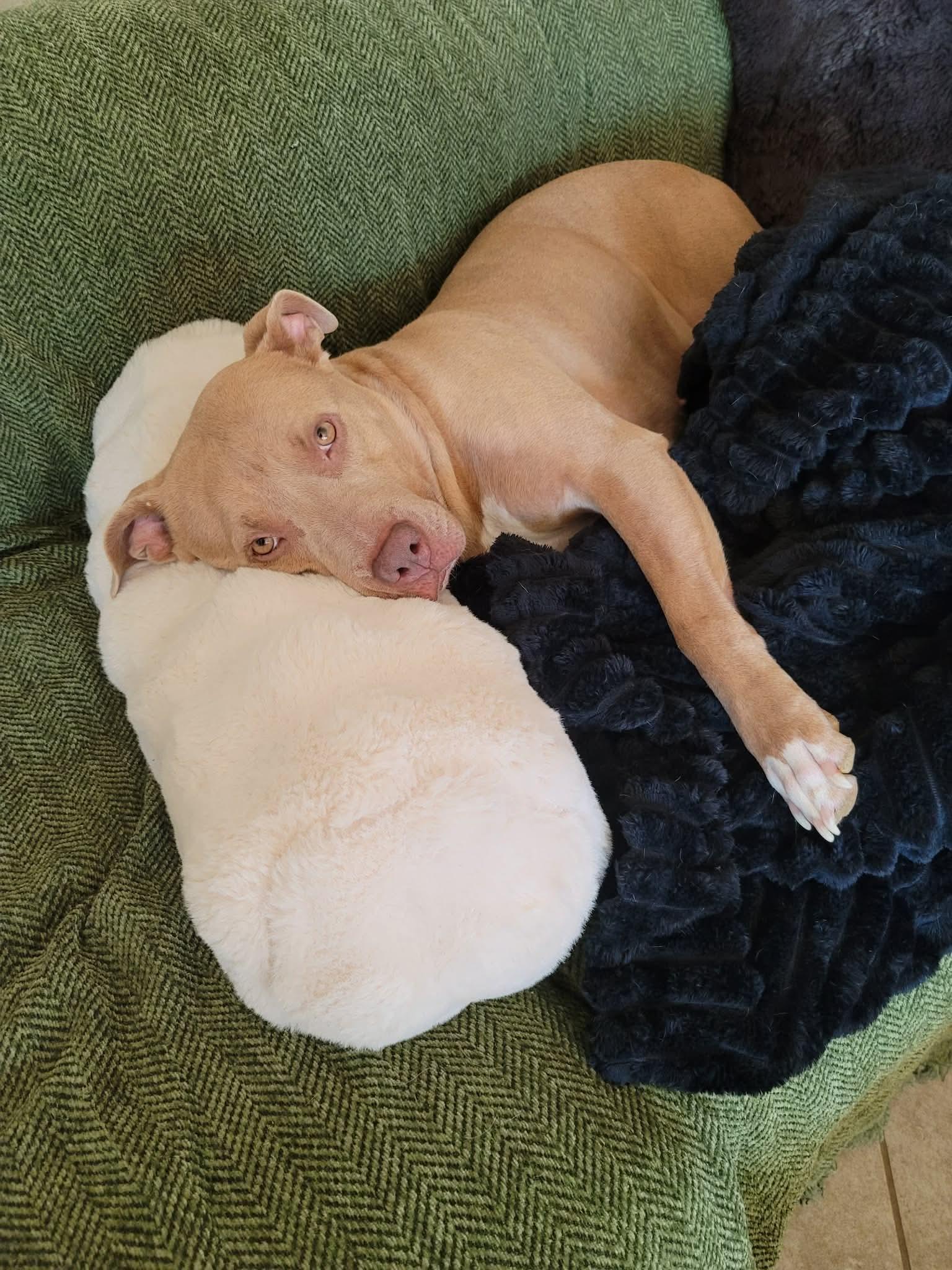 Enlarge Hazel, a ADOPTABLE Pit Bull Terrier in Benbrook, TX image 2/4