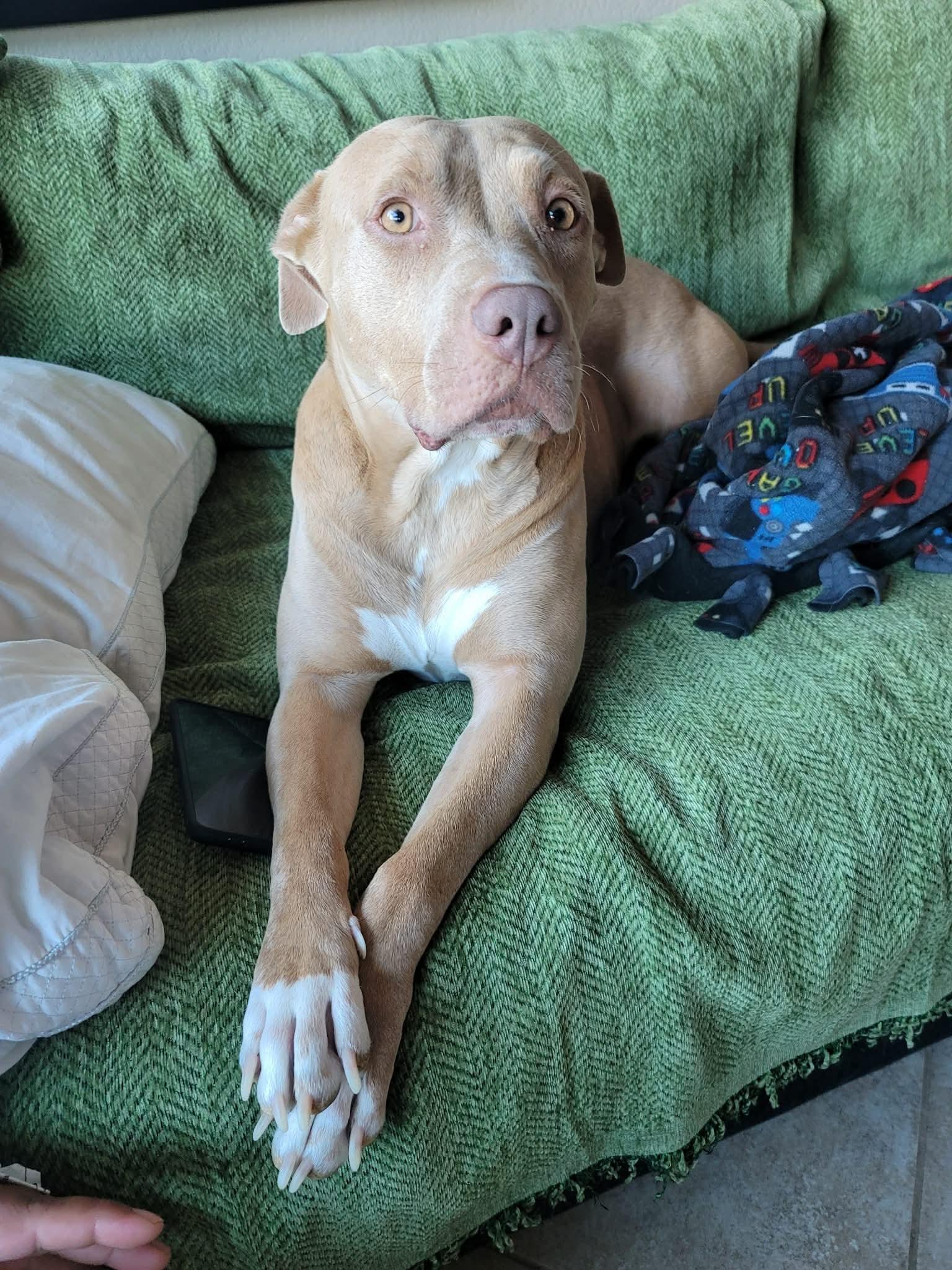 Enlarge Hazel, a ADOPTABLE Pit Bull Terrier in Benbrook, TX image 1/4