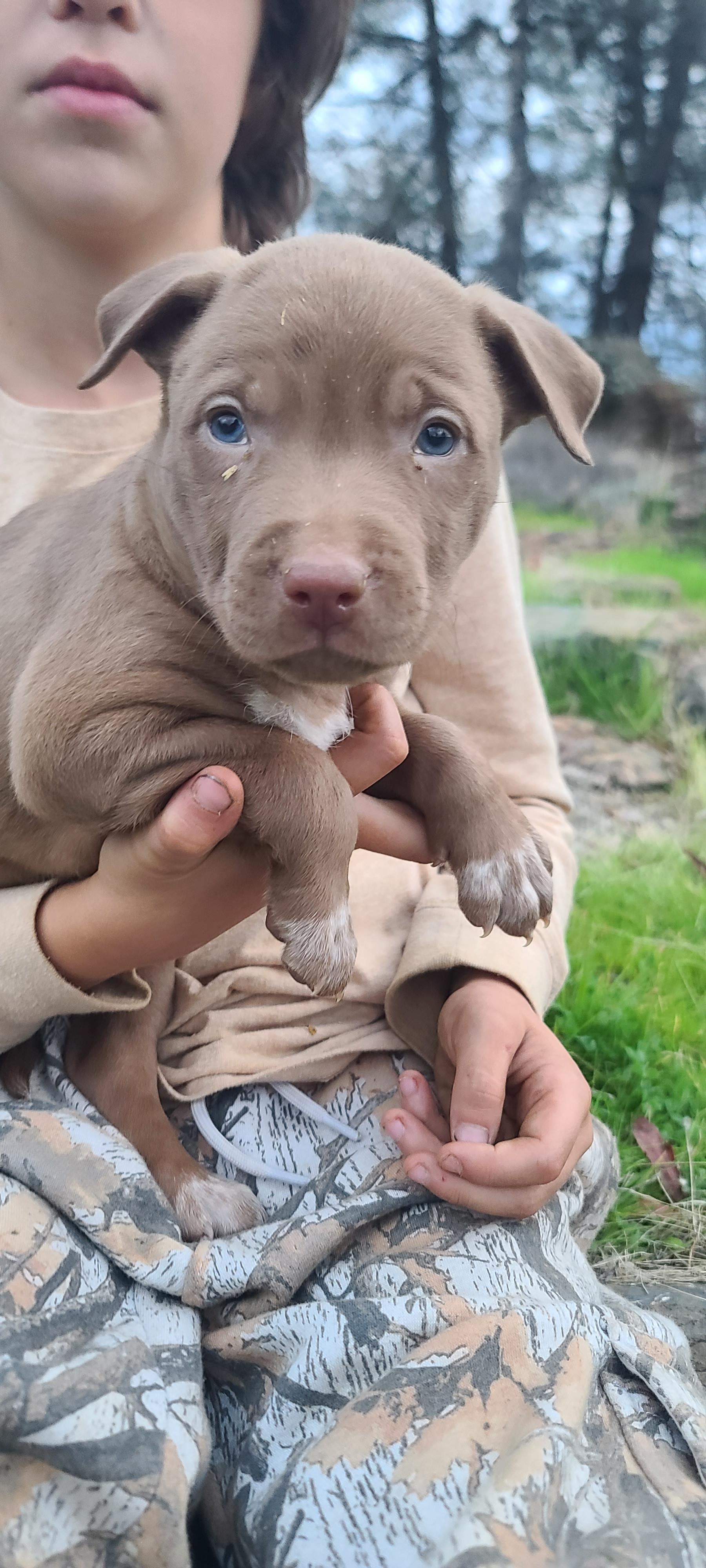 Harold, adopted, Puppy Male Australian Cattle Dog / Blue Heeler & Husky.