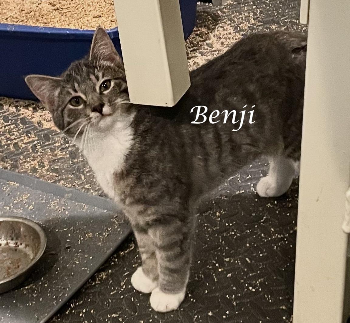 Enlarge BENJI, a ADOPTABLE Tabby in Monrovia, CA image 1/1