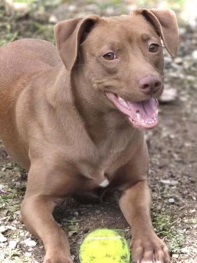 Truffle, Adoptable, Young Female Mixed Breed.