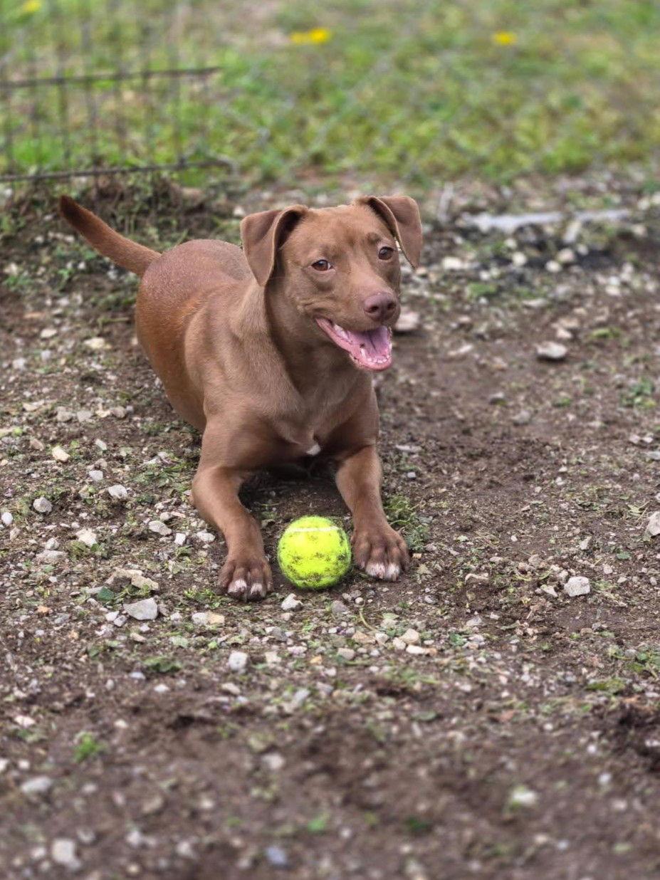 Enlarge Truffle, a Adoptable Mixed Breed in Chatsworth, GA image 1/2