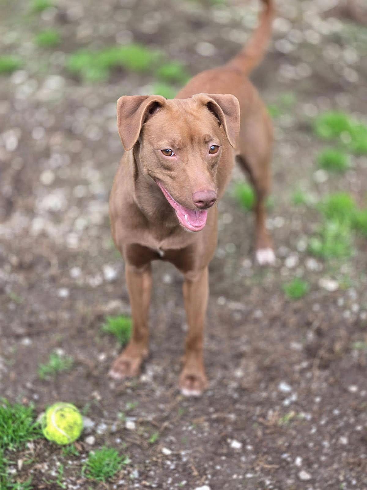 Enlarge Truffle, a Adoptable Mixed Breed in Chatsworth, GA image 2/2