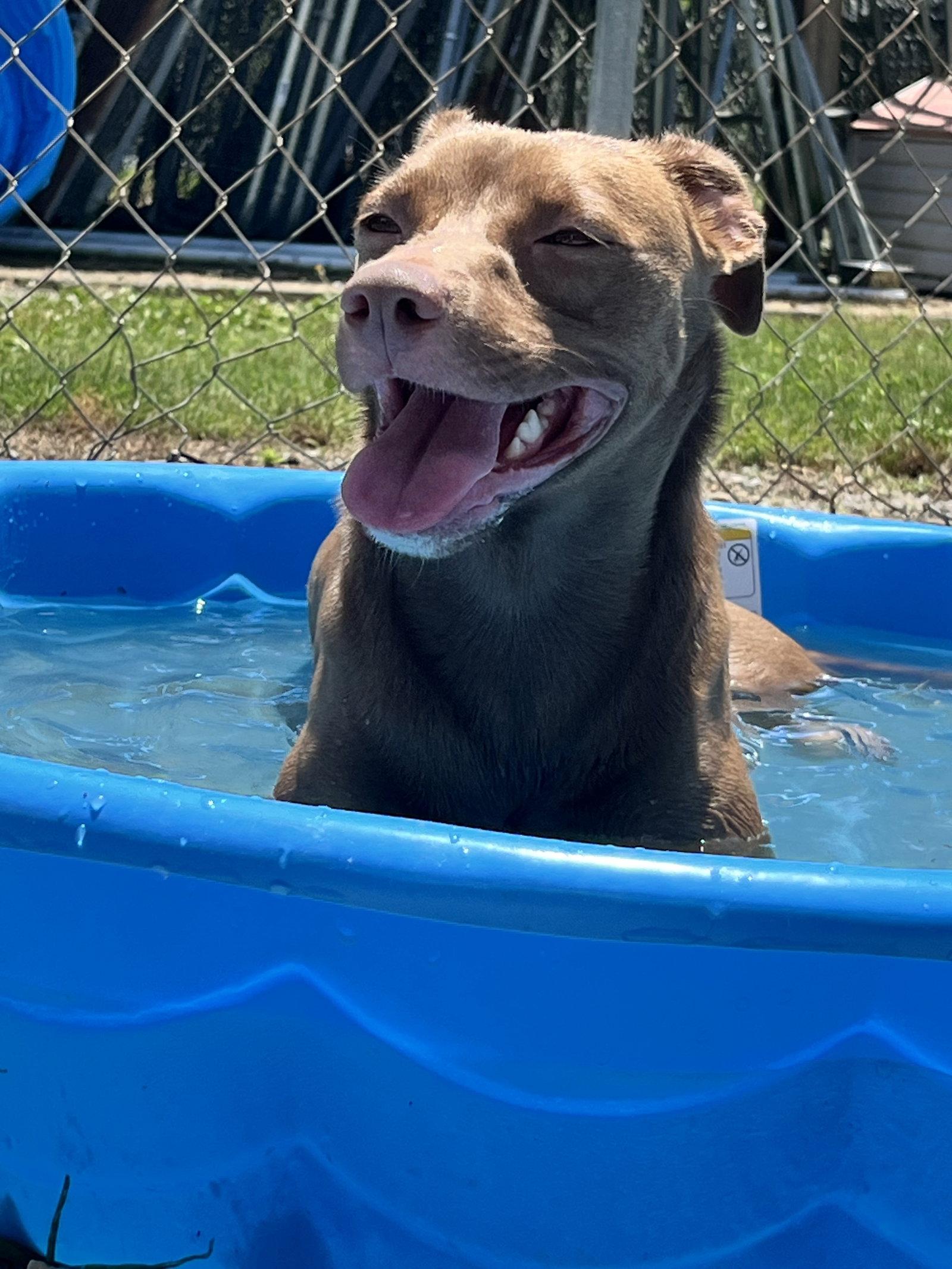 Enlarge Truffle, a Adoptable Mixed Breed in Chatsworth, GA image 3/3