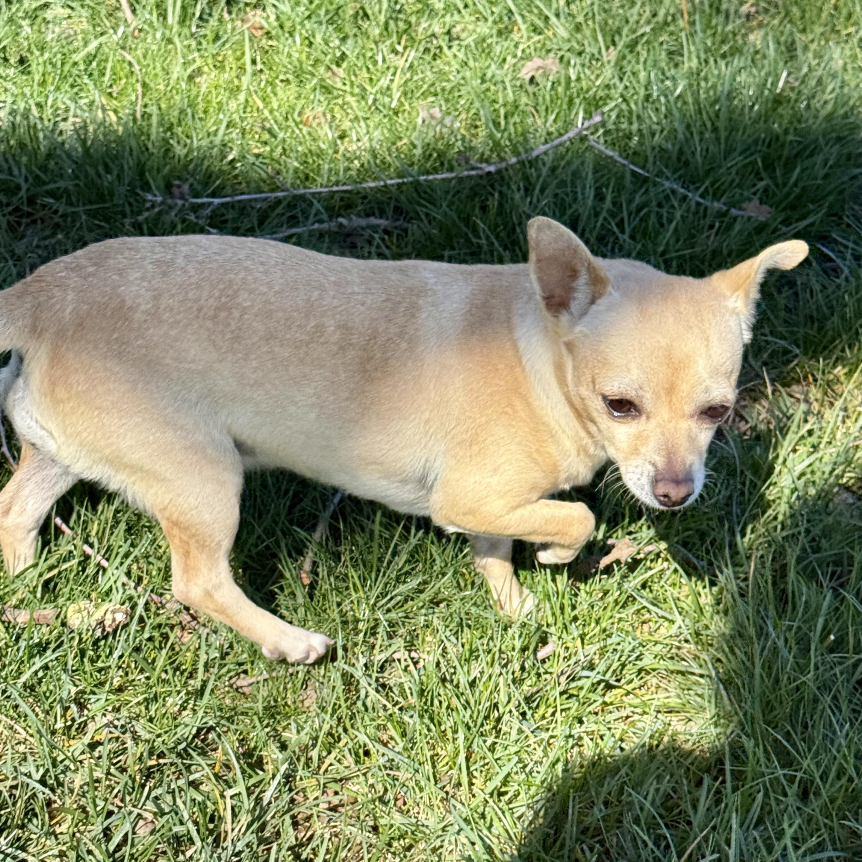 Enlarge Sofia, a ADOPTABLE Chihuahua in modesto, CA image 3/4
