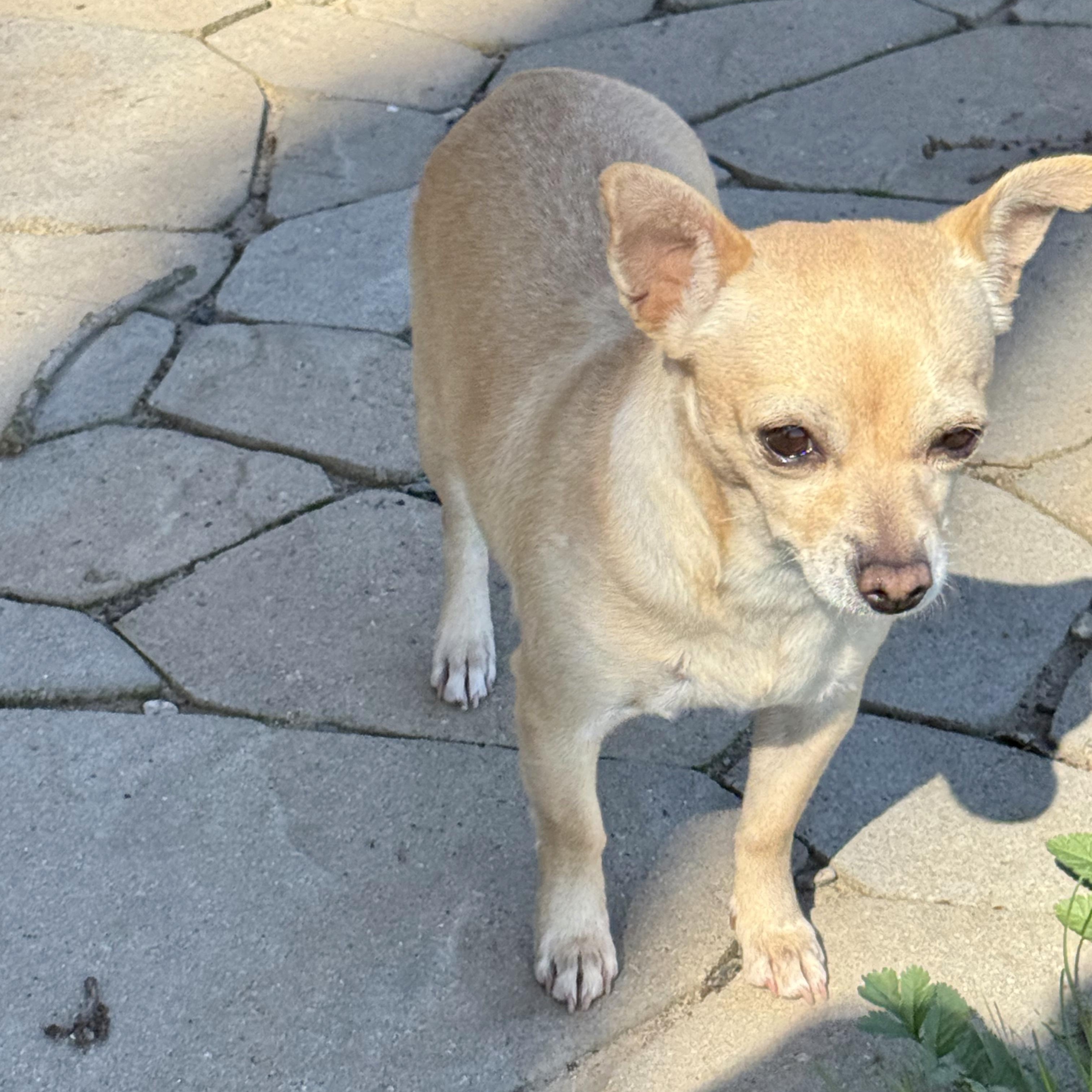 Enlarge Sofia, a ADOPTABLE Chihuahua in modesto, CA image 2/4