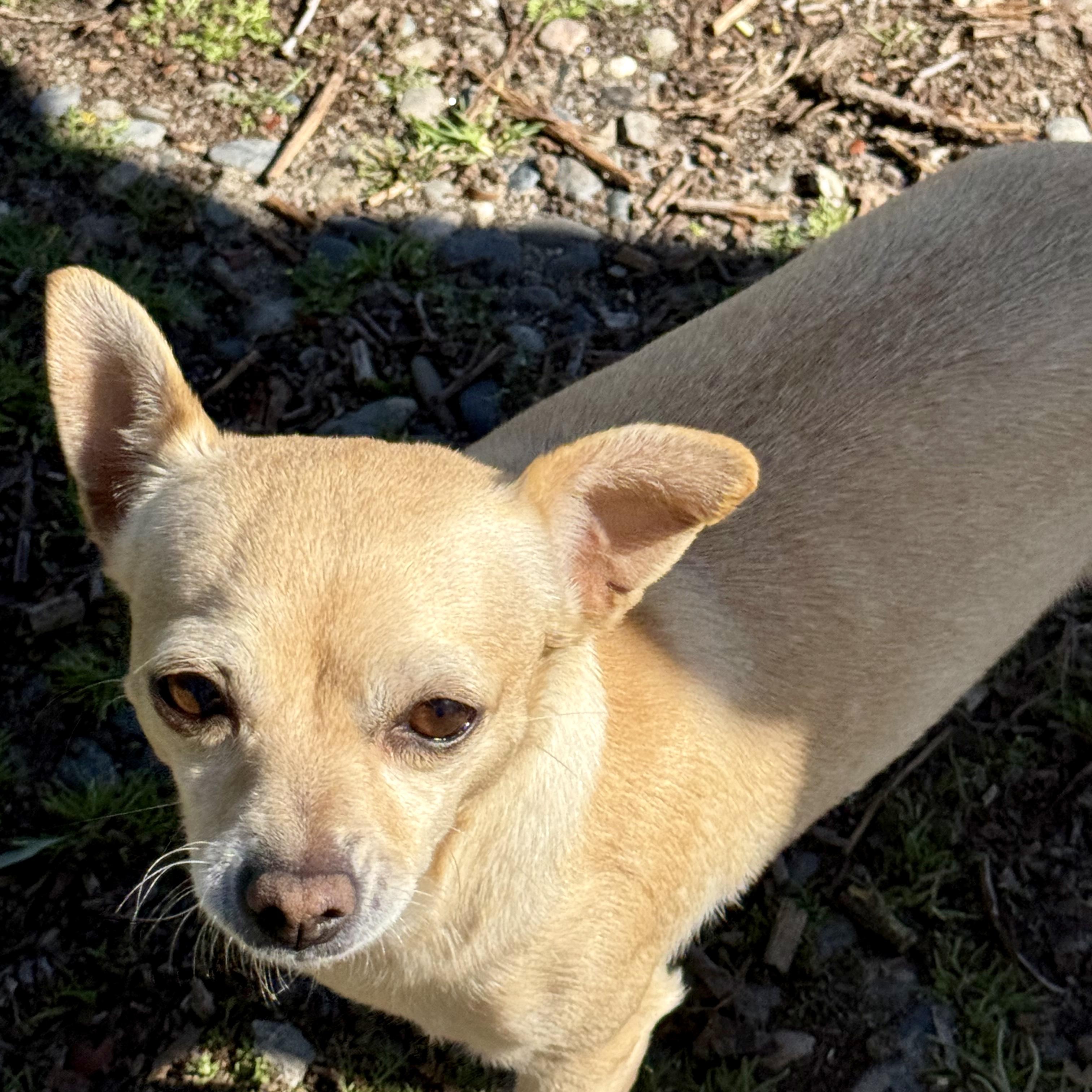 Enlarge Sofia, a ADOPTABLE Chihuahua in modesto, CA image 4/4