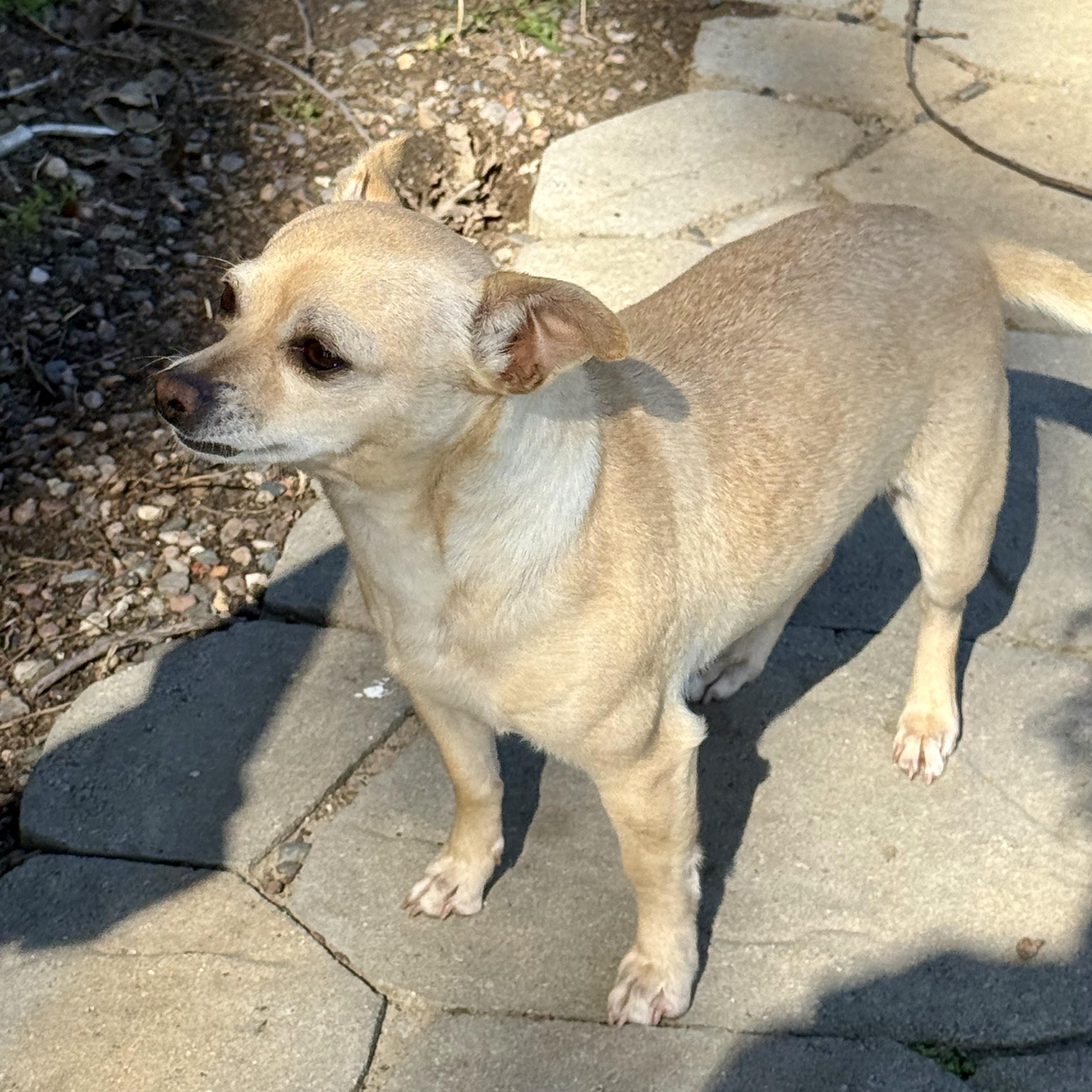 Sofia, ADOPTABLE, Adult Female Chihuahua.
