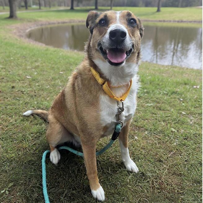 Swisher, a Adoptable mixed breed in Newport, TN image 2/3